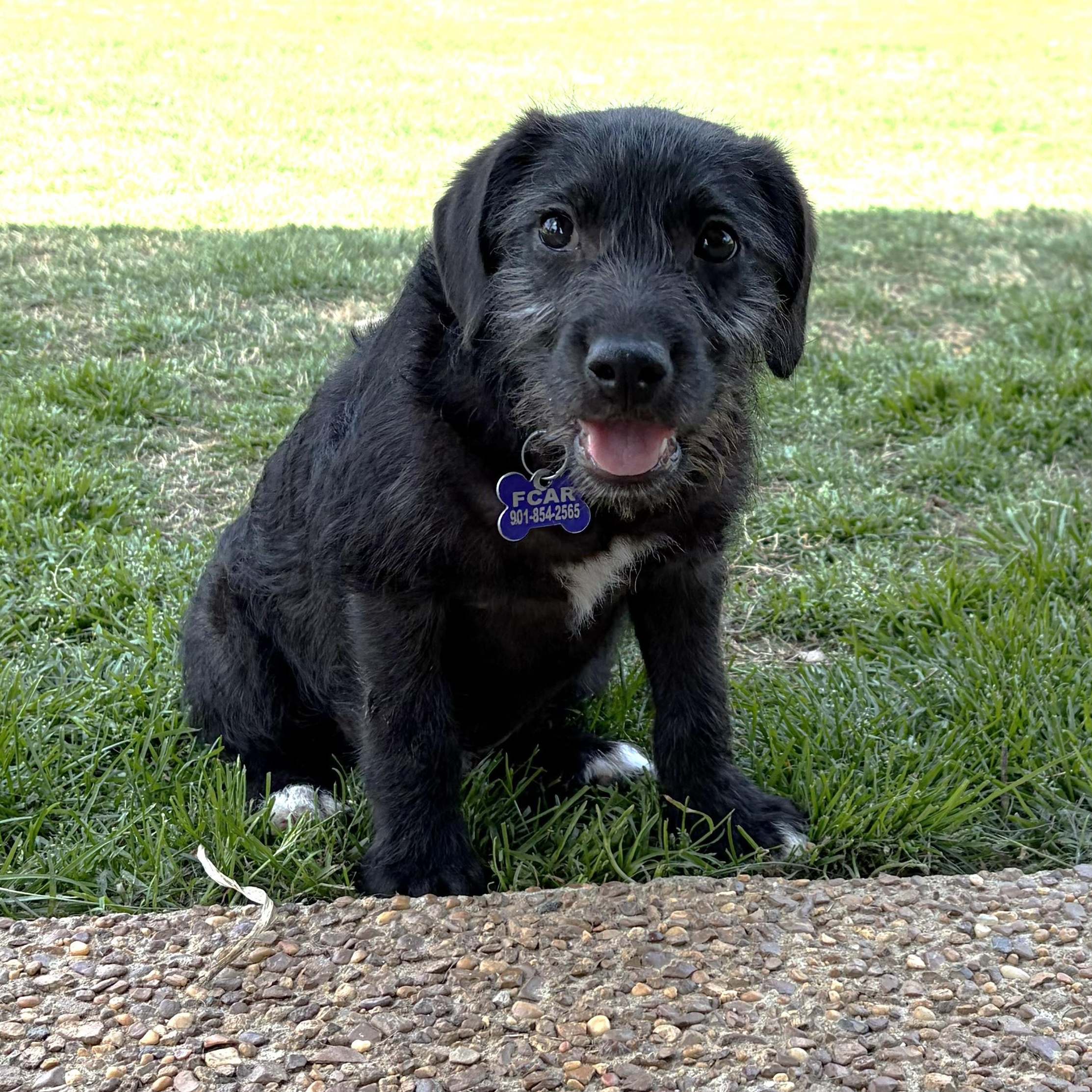 Baby Ray, a Adoptable mixed breed in Rossville, TN image 3/6