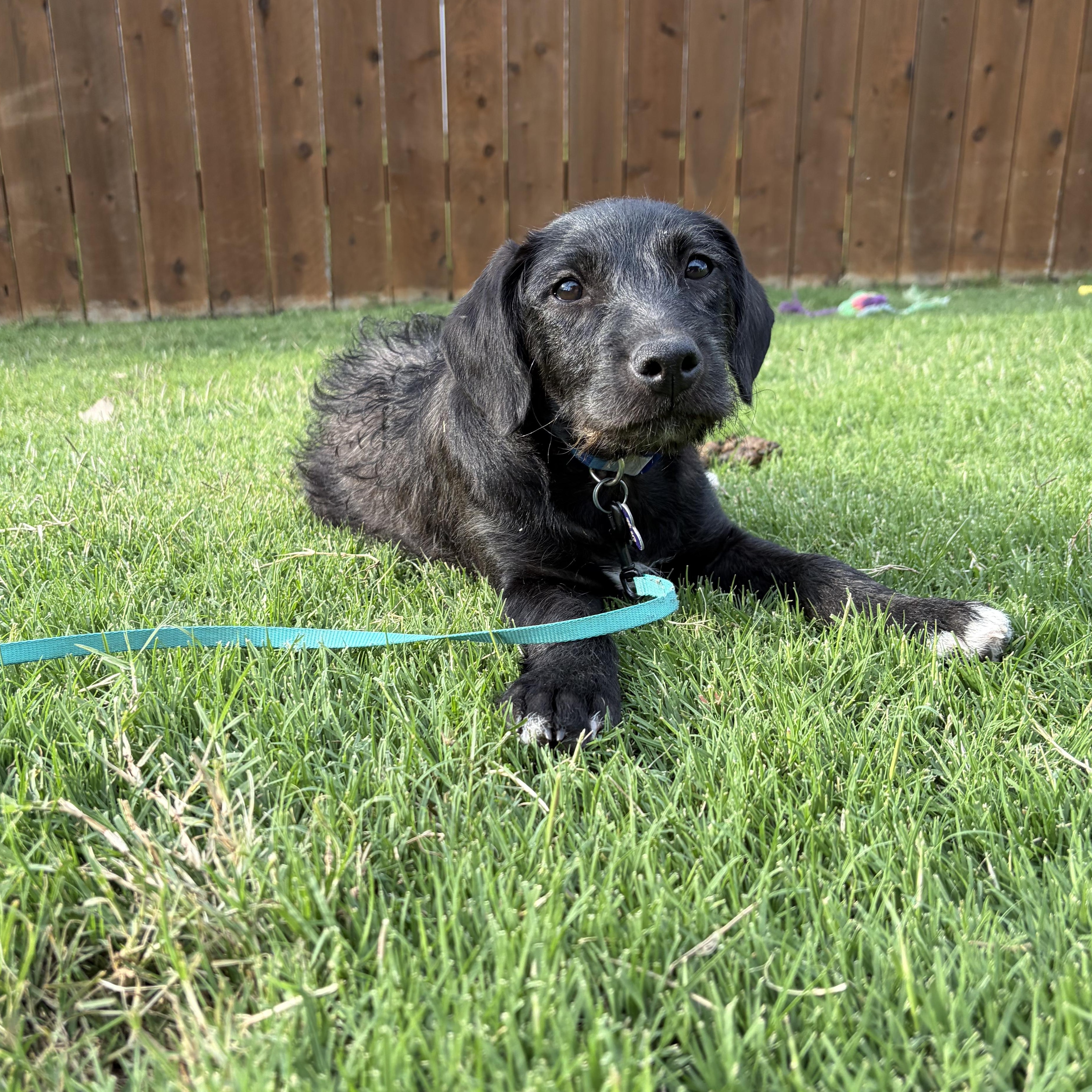Baby Ray, Adoptable, Puppy Male Mixed Breed.