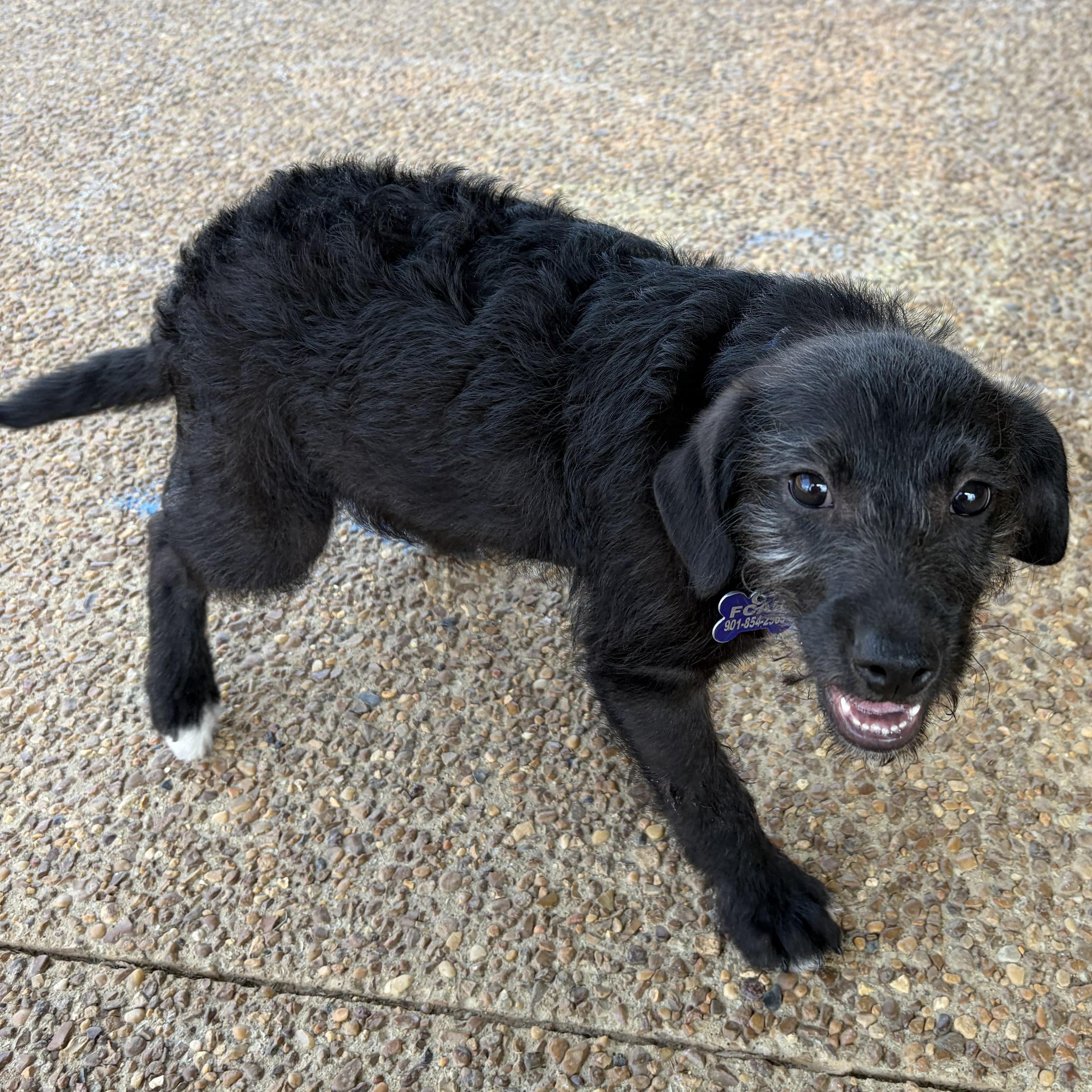 Baby Ray, a Adoptable mixed breed in Rossville, TN image 6/6