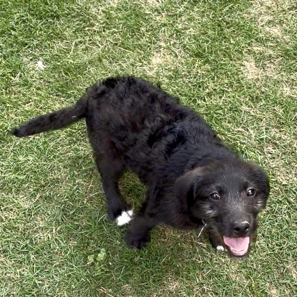 Baby Ray, a Adoptable mixed breed in Rossville, TN image 4/6