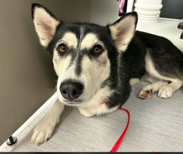 ROXCY, Adoptable, Young Female Siberian Husky.