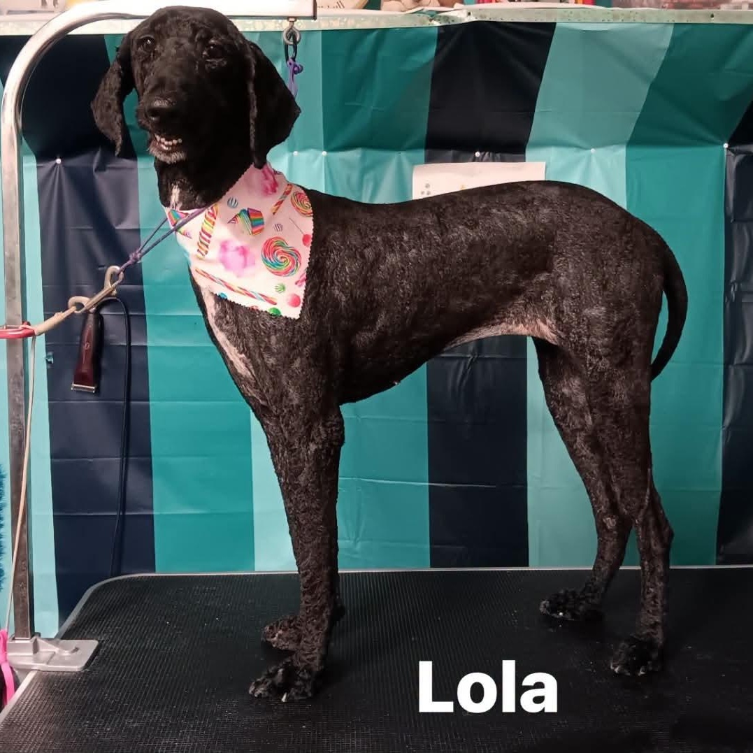 Lola, adopted, Adult Female Standard Poodle.