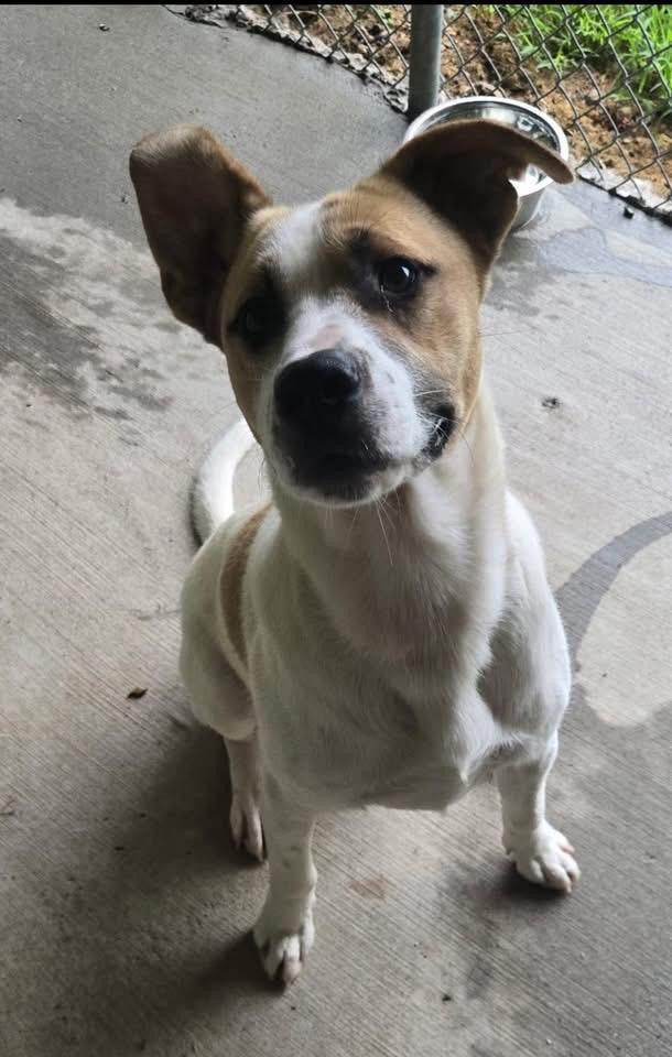 Ace, Adoptable, Young Male Parson Russell Terrier.
