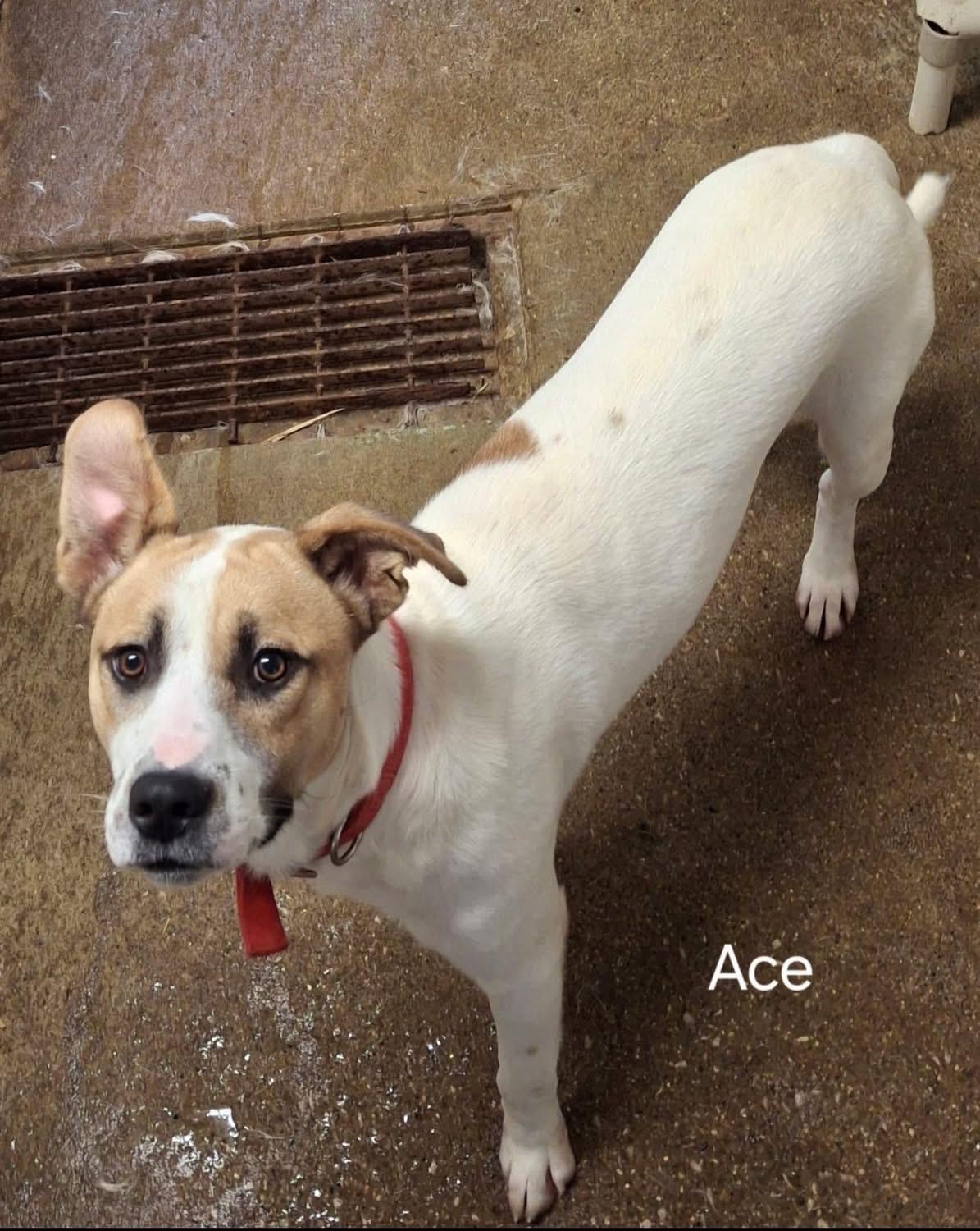 Enlarge Ace, a Adoptable mixed breed in GLEN MILLS, PA image 2/4