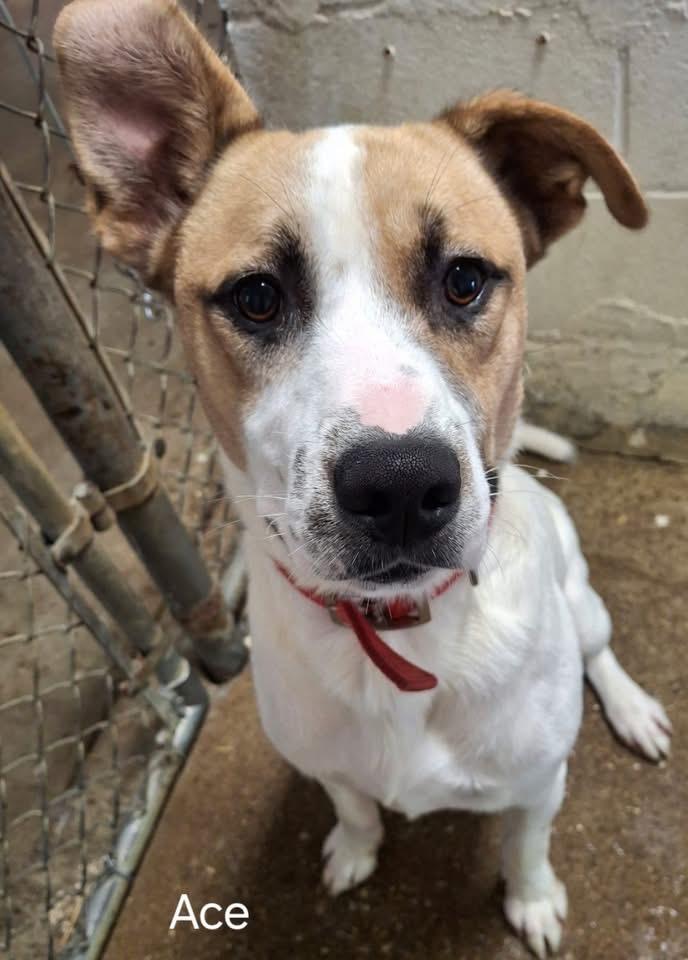 Enlarge Ace, a Adoptable mixed breed in GLEN MILLS, PA image 3/4