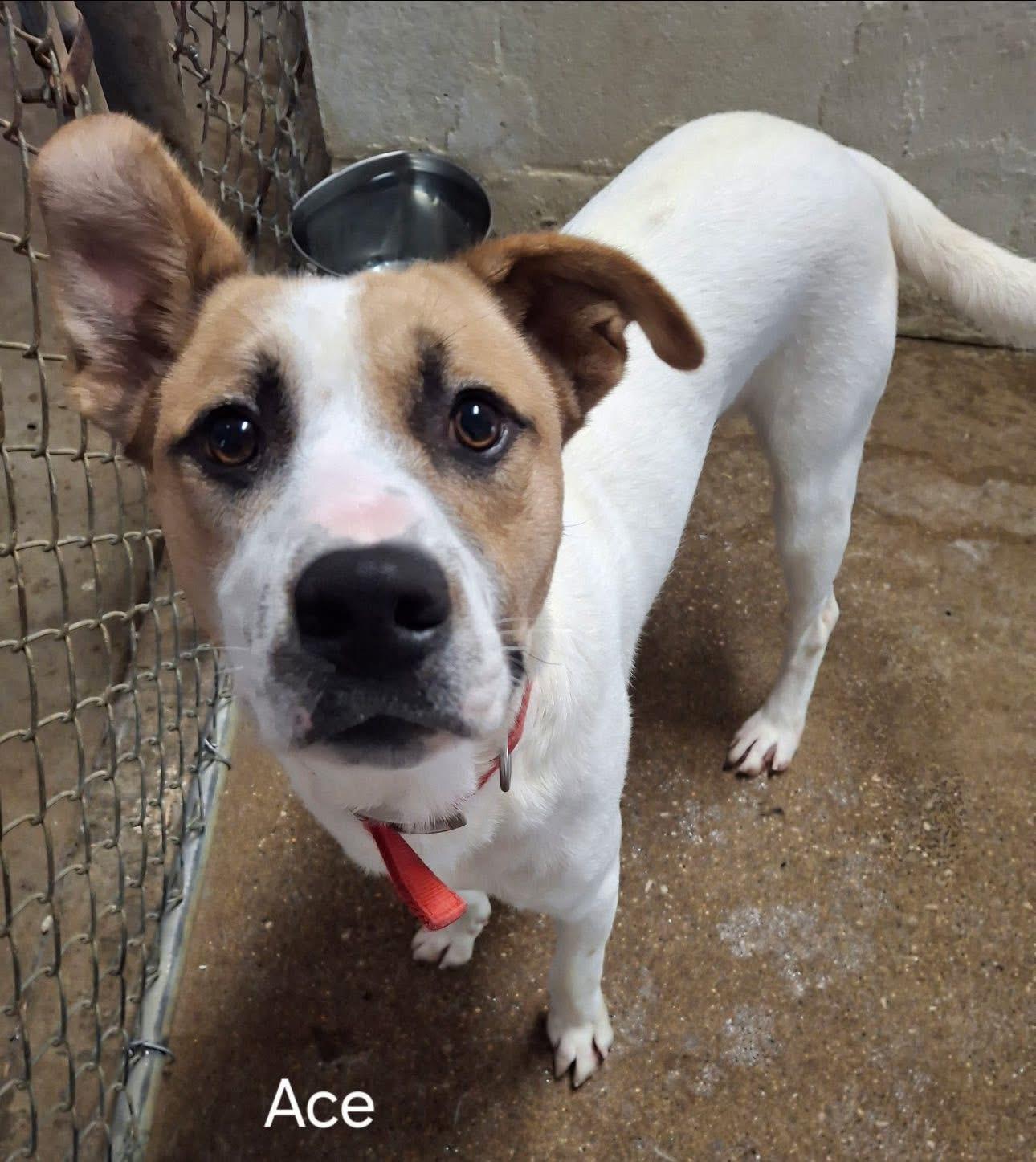 Enlarge Ace, a Adoptable mixed breed in GLEN MILLS, PA image 4/4