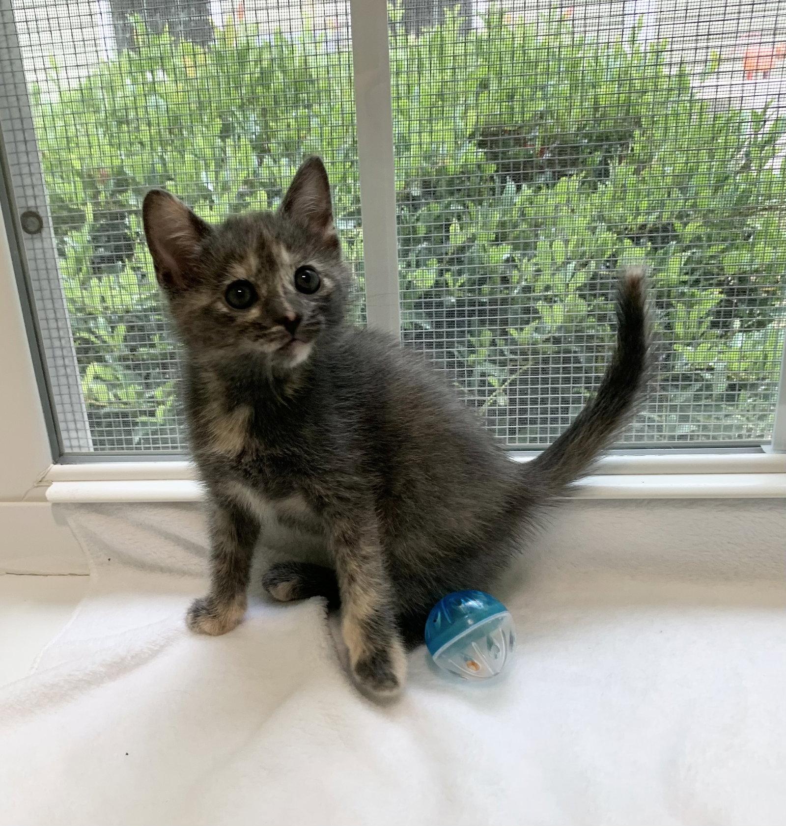 Azalea, Adoptable, Young Female Tortoiseshell & Domestic Short Hair.
