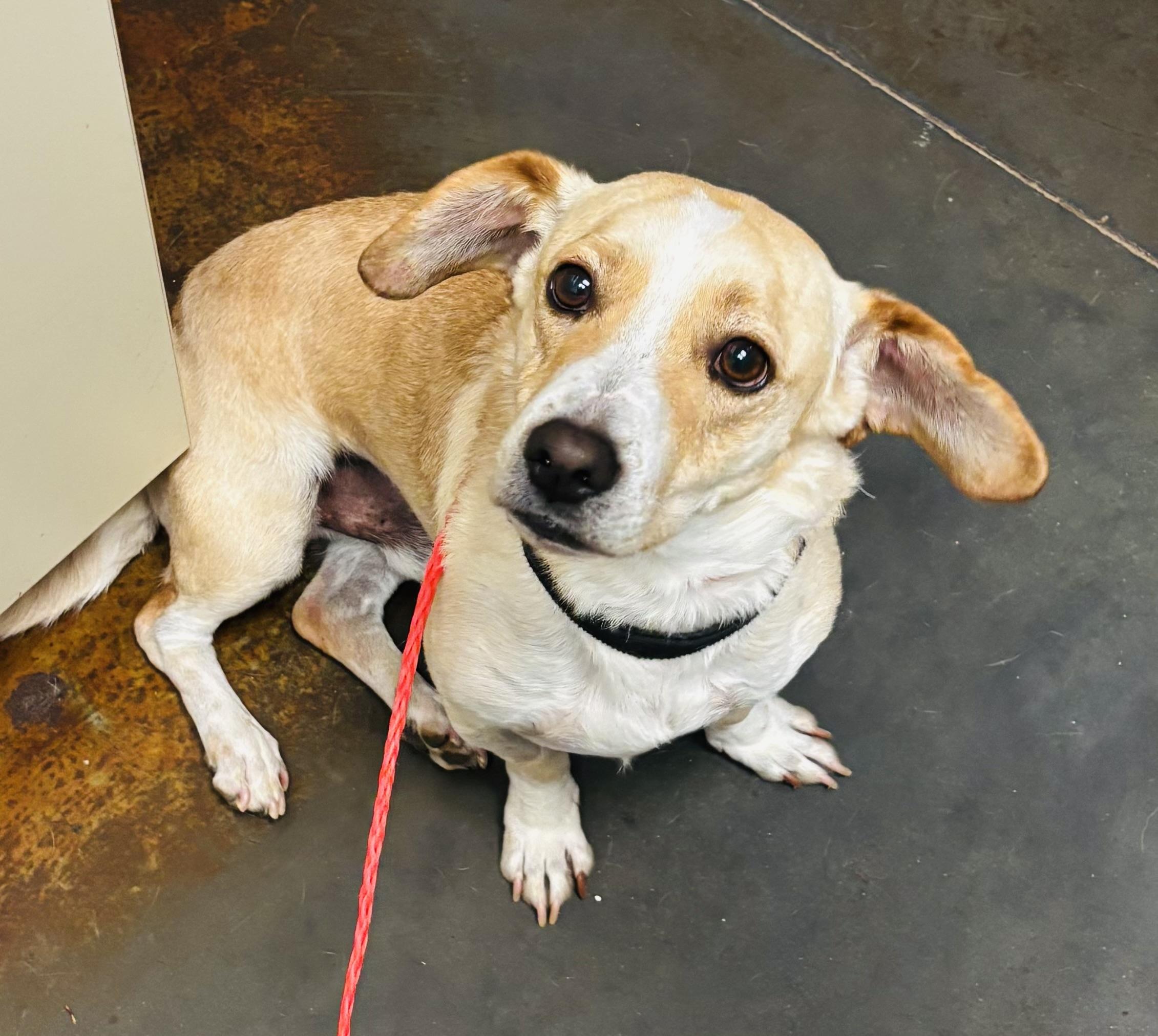 Hans, ADOPTABLE, Adult Male Dachshund.