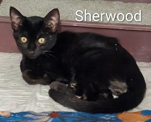 Enlarge Sherwood, a ADOPTABLE Domestic Short Hair in Mears, MI image 3/3