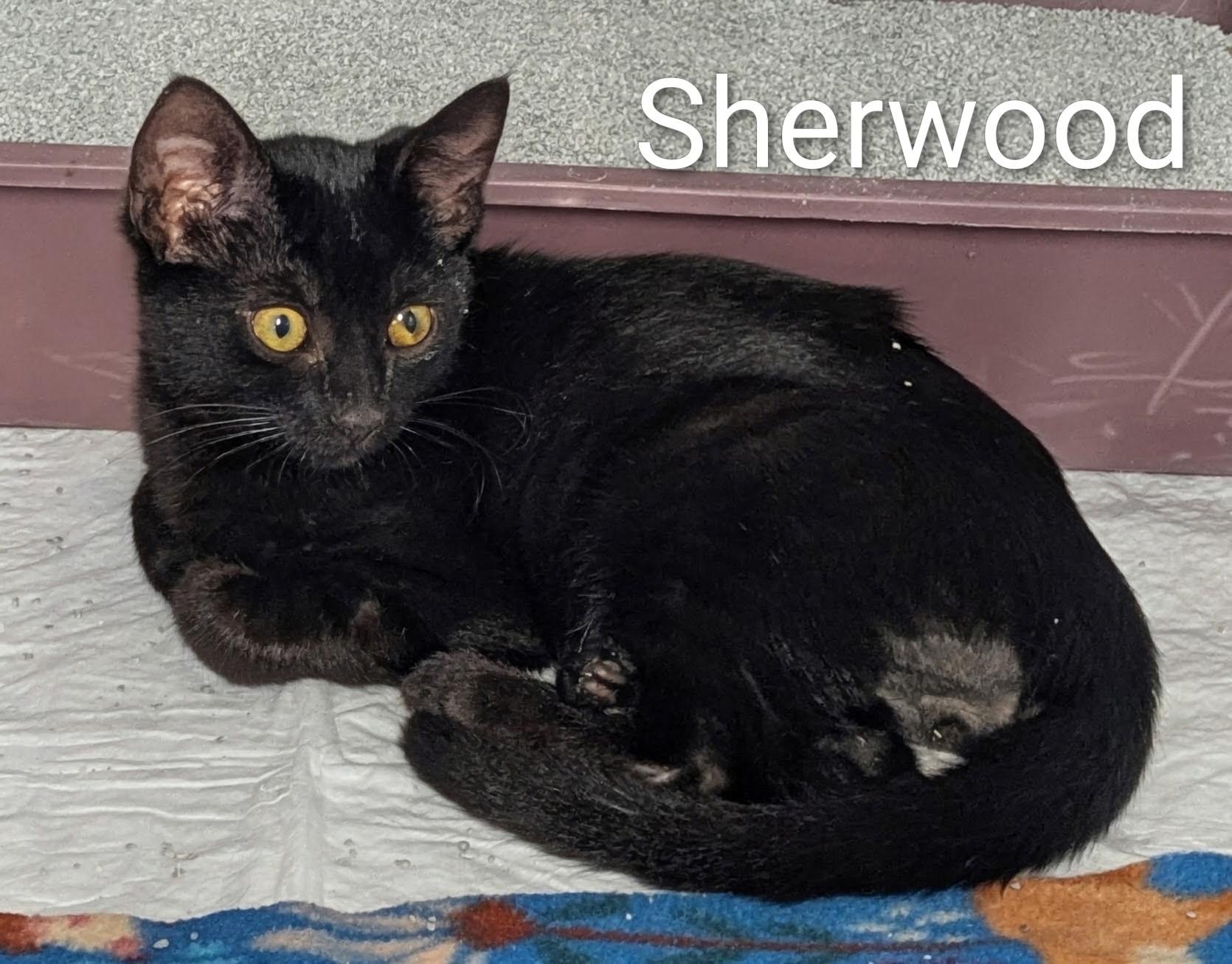 Enlarge Sherwood, a ADOPTABLE Domestic Short Hair in Mears, MI image 2/3