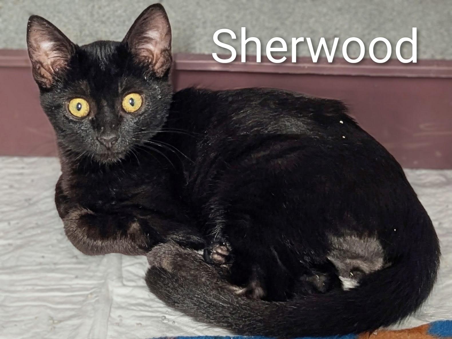 Sherwood, ADOPTABLE, Kitten Male Domestic Short Hair.