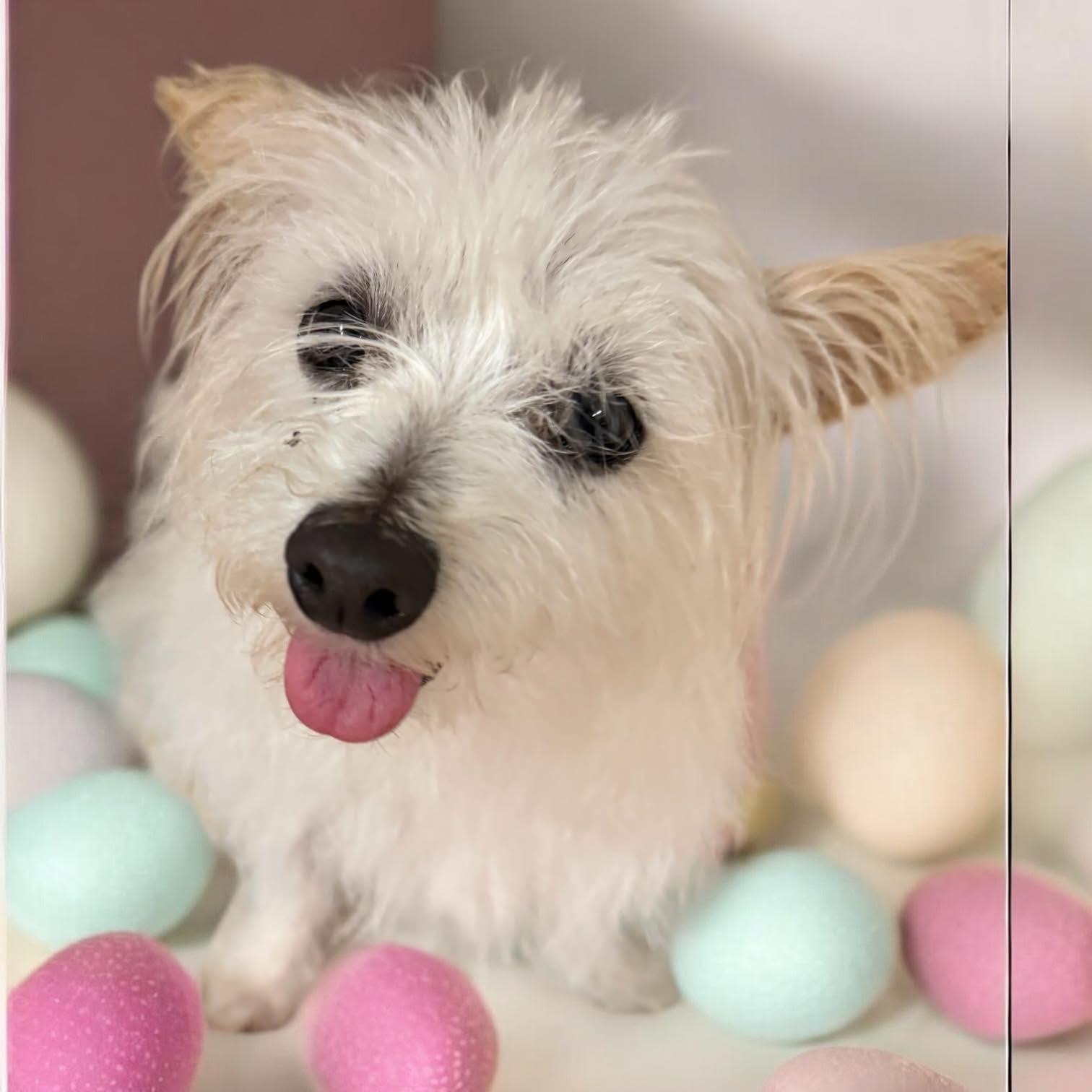Enlarge Natalie in TX, a Adoptable Maltese in Cranston, RI image 1/3