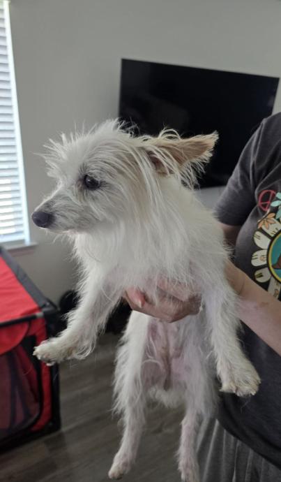 Enlarge Natalie in TX, a Adoptable Maltese in Cranston, RI image 3/3