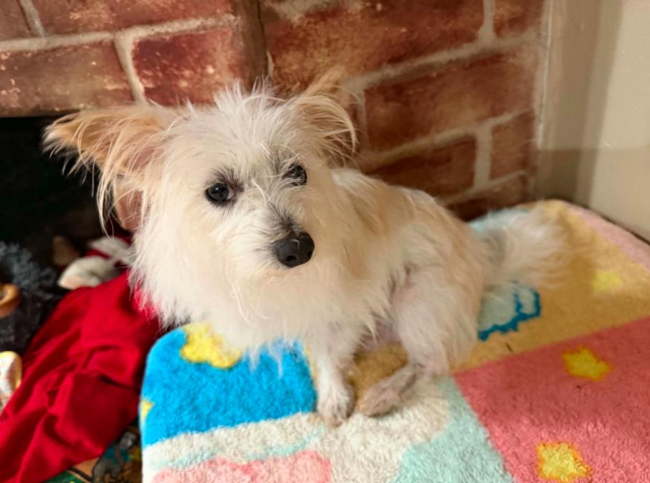Enlarge Natalie in TX, a Adoptable Maltese in Cranston, RI image 2/3