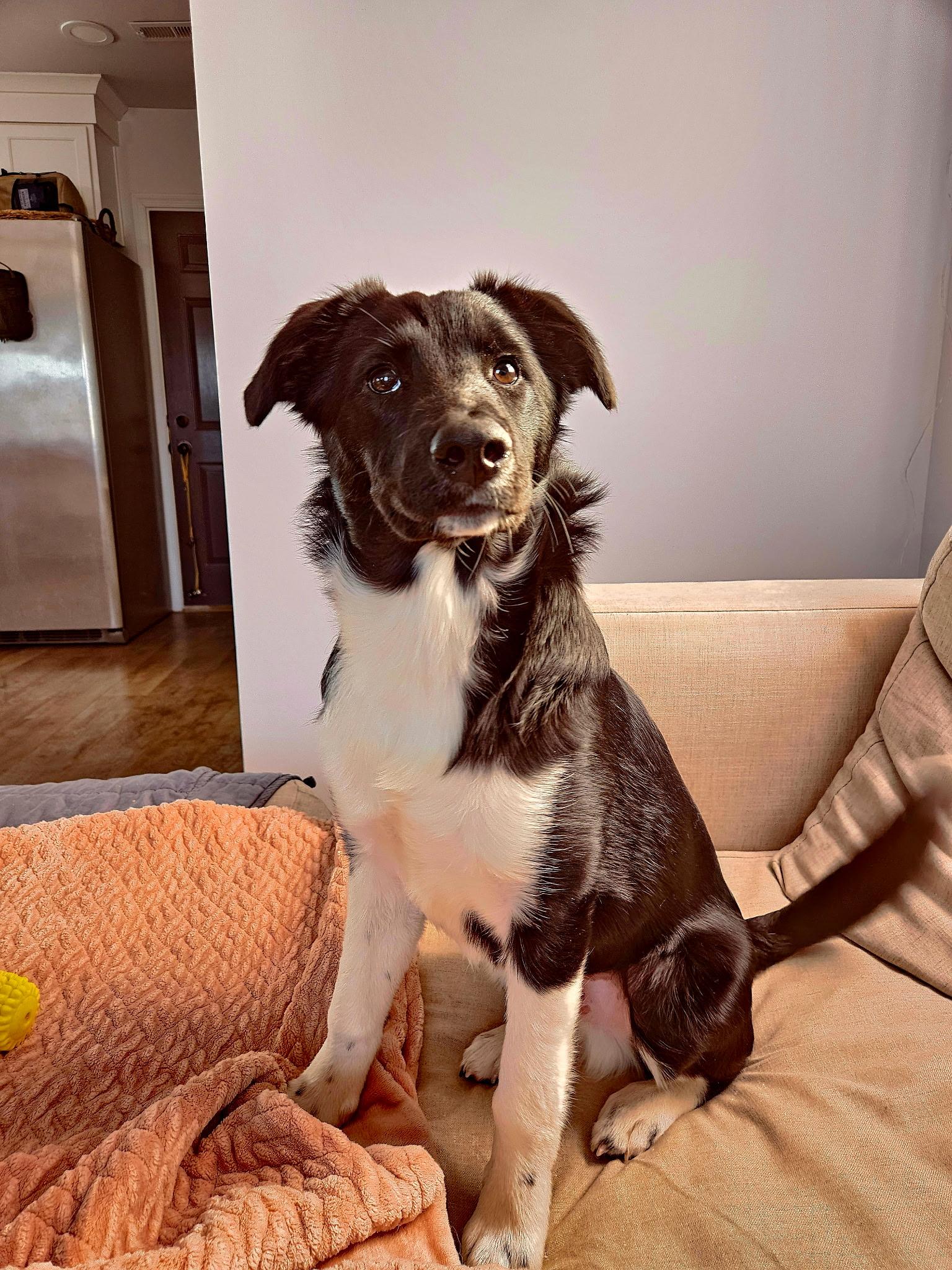 Enlarge Blackjack, a Adoptable mixed breed in Richmond, VA image 1/3