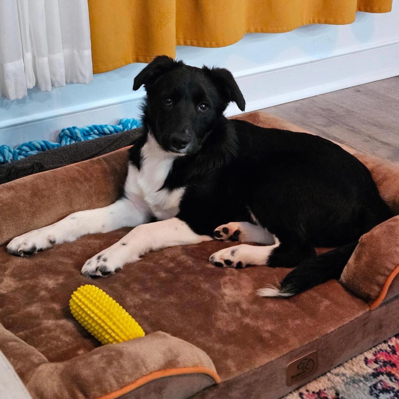 Enlarge Blackjack, a Adoptable mixed breed in Richmond, VA image 2/3