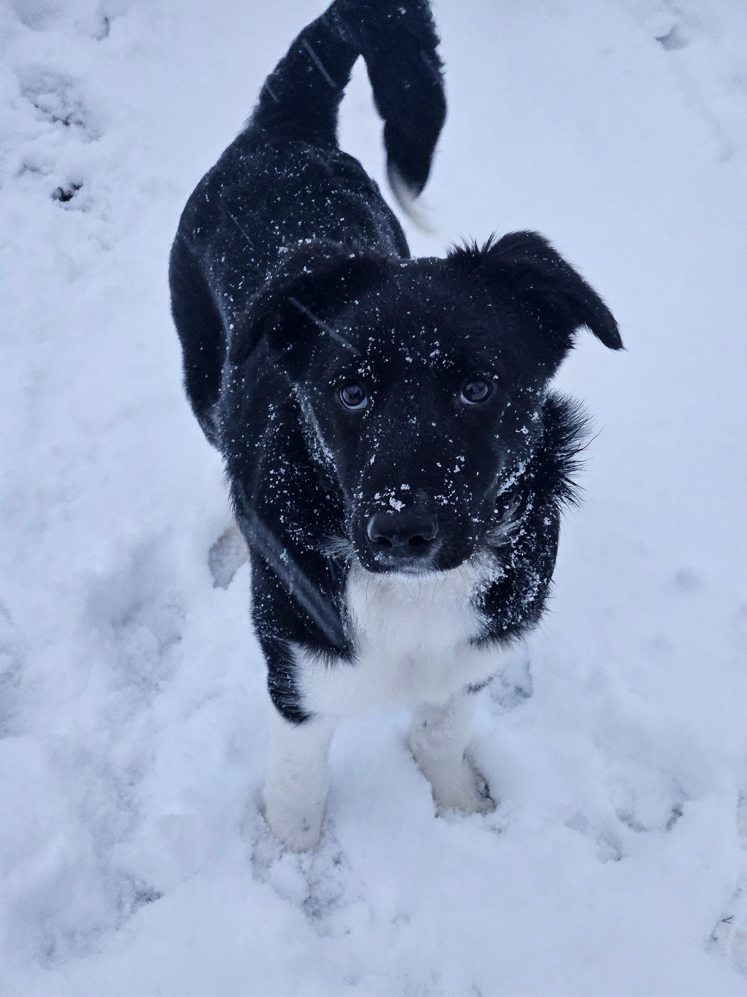 Enlarge Blackjack, a Adoptable mixed breed in Richmond, VA image 3/3