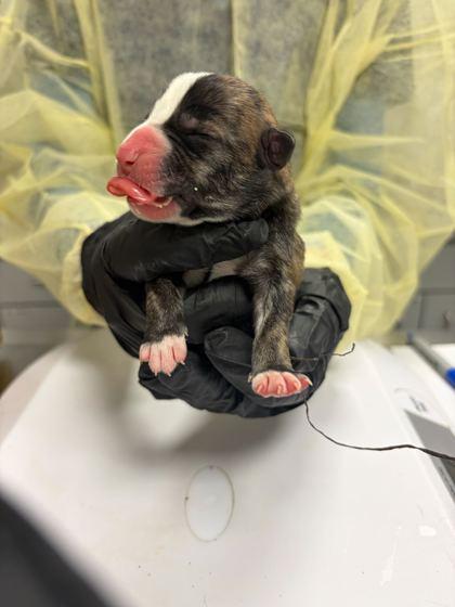 Pochacco, Adoptable, Puppy Female Mixed Breed & Mixed Breed.