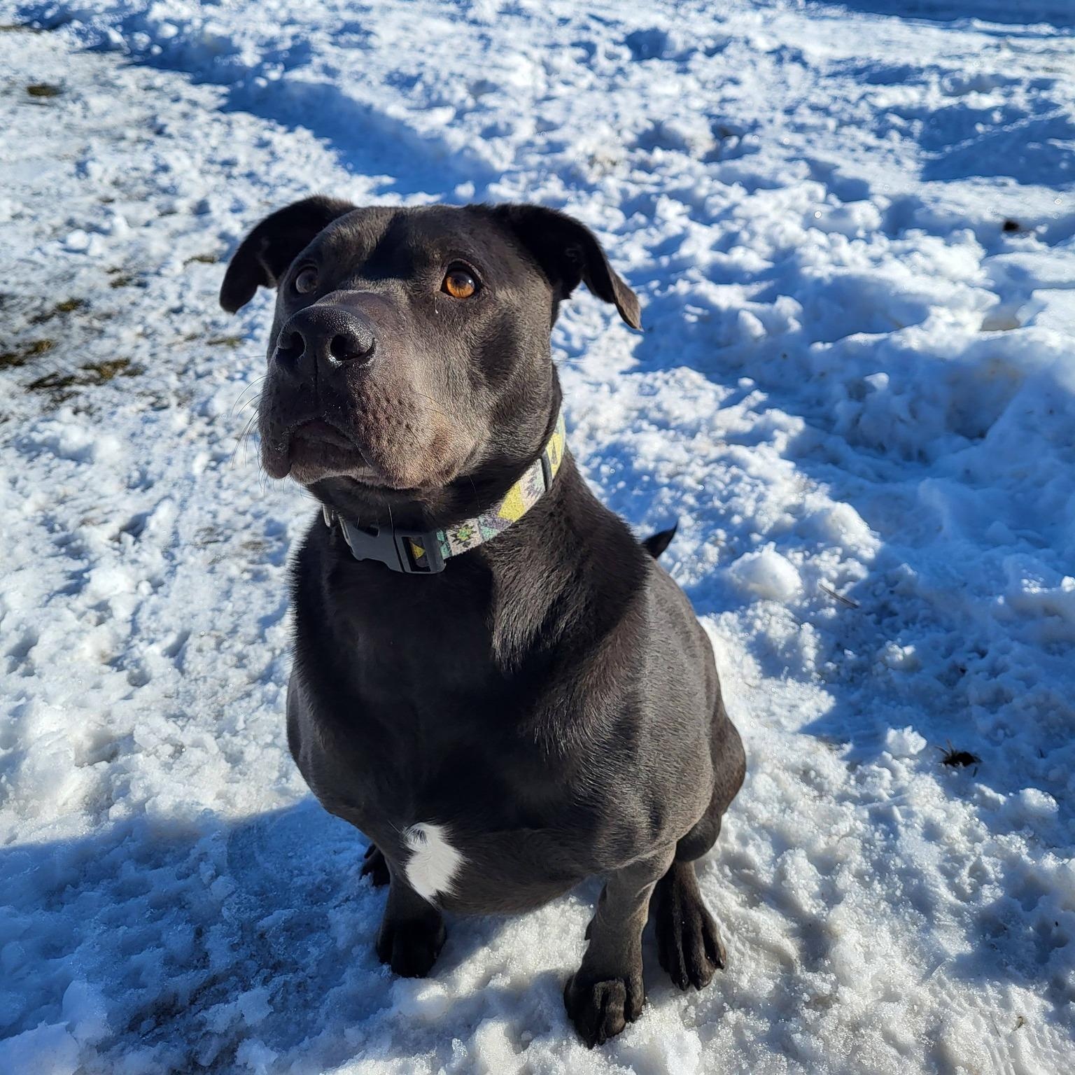 Enlarge Juice, a Adoptable Staffordshire Bull Terrier in Chilton, WI image 3/6