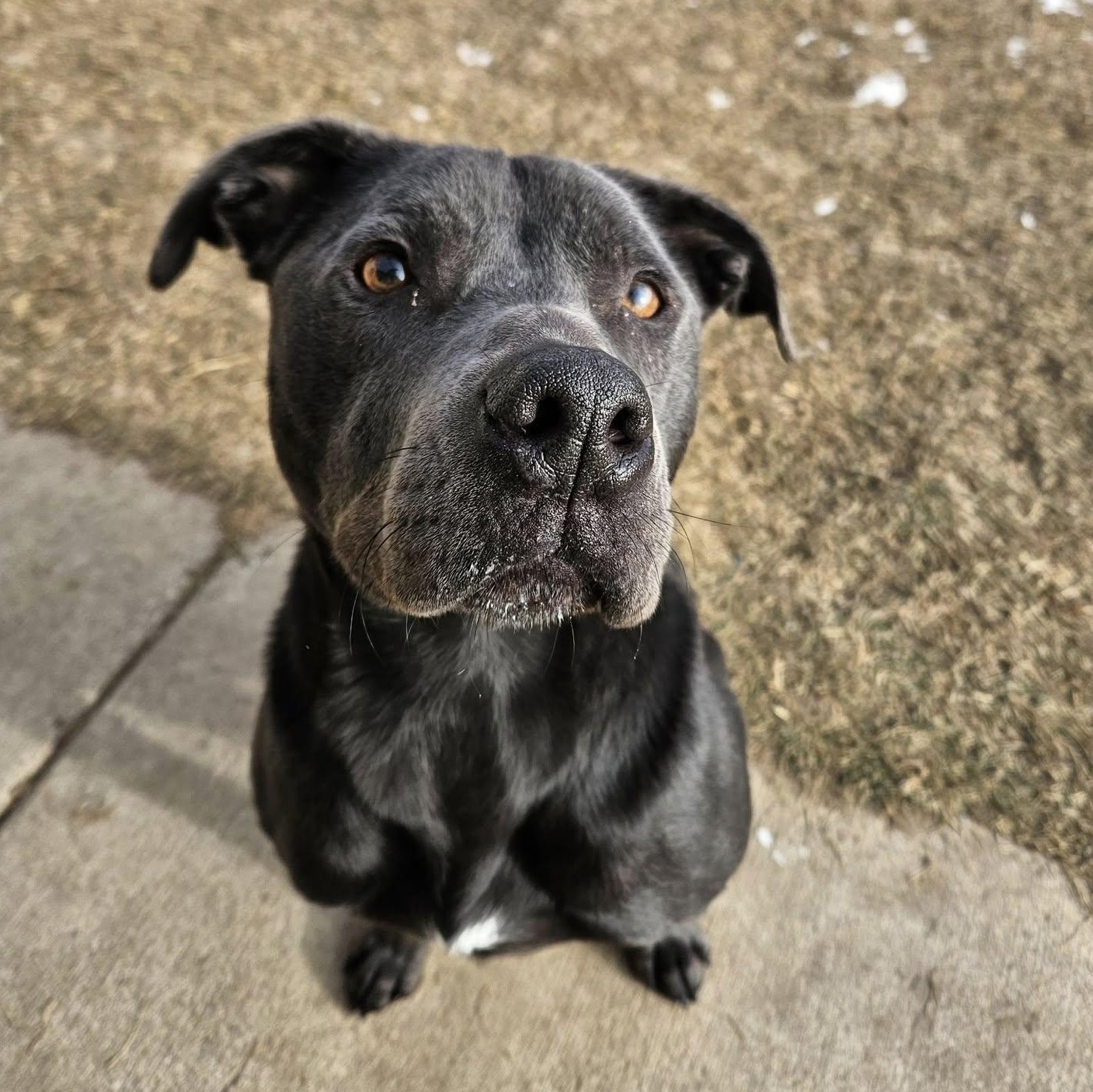 Juice, Adoptable, Adult Male Staffordshire Bull Terrier.