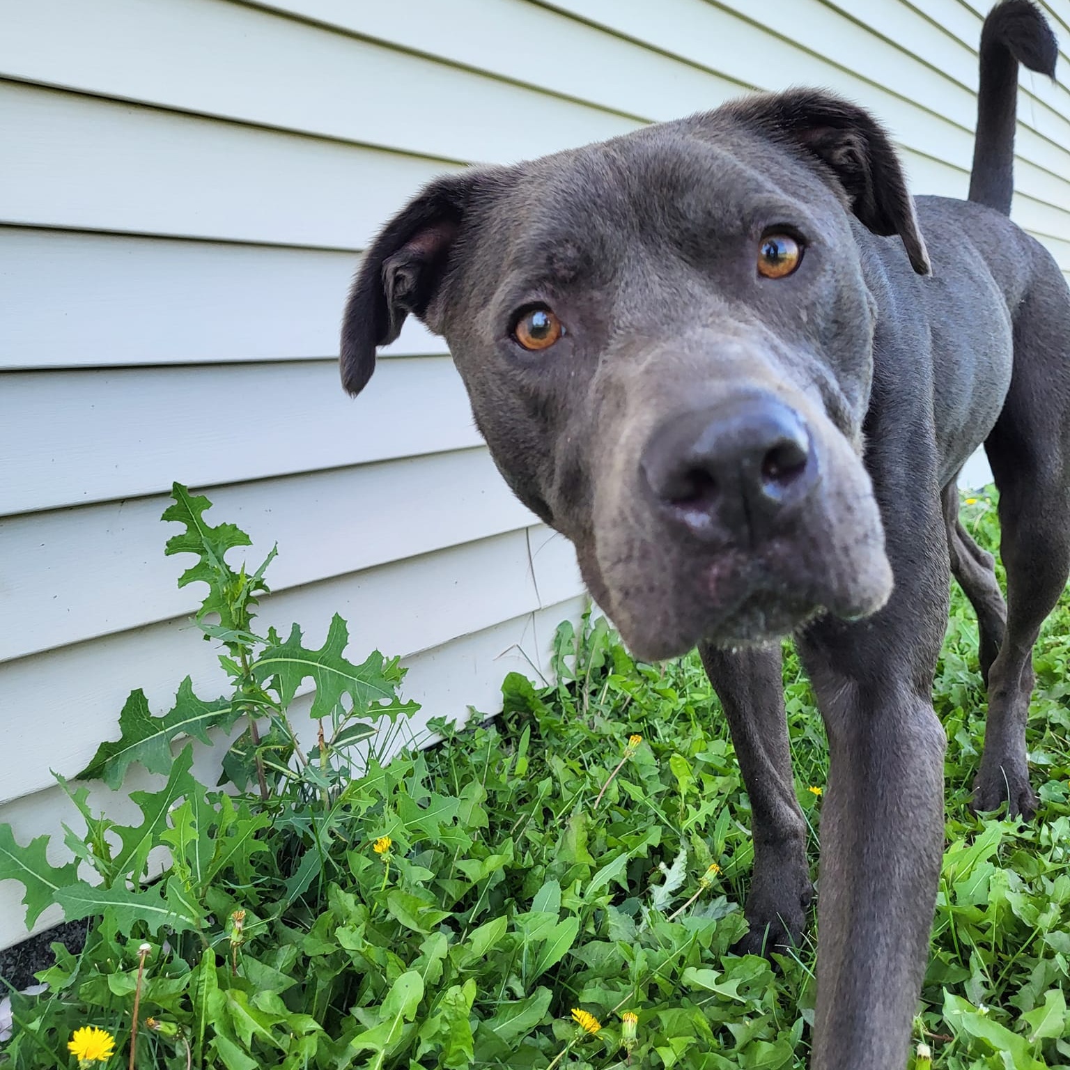 Juice, a Adoptable Staffordshire Bull Terrier in Chilton, WI image 4/6