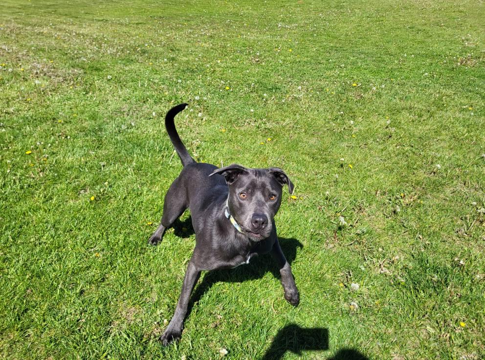 Juice, a Adoptable Staffordshire Bull Terrier in Chilton, WI image 2/6