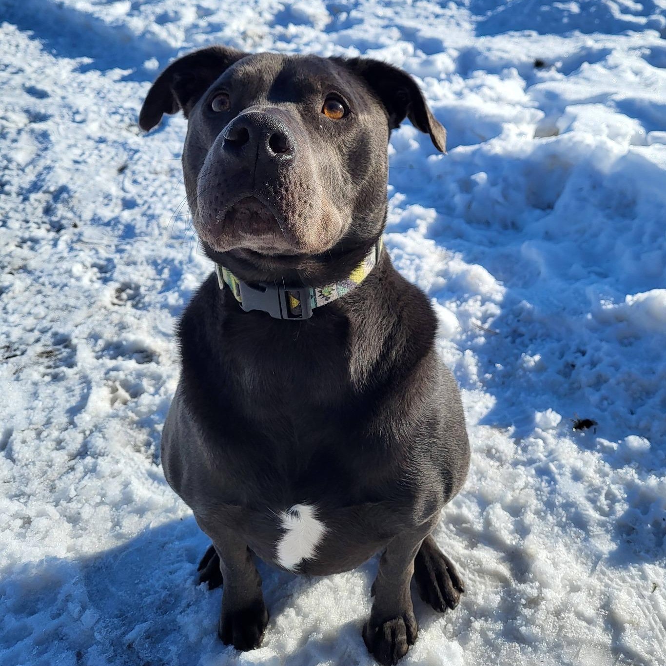 Enlarge Juice, a Adoptable Staffordshire Bull Terrier in Chilton, WI image 1/6