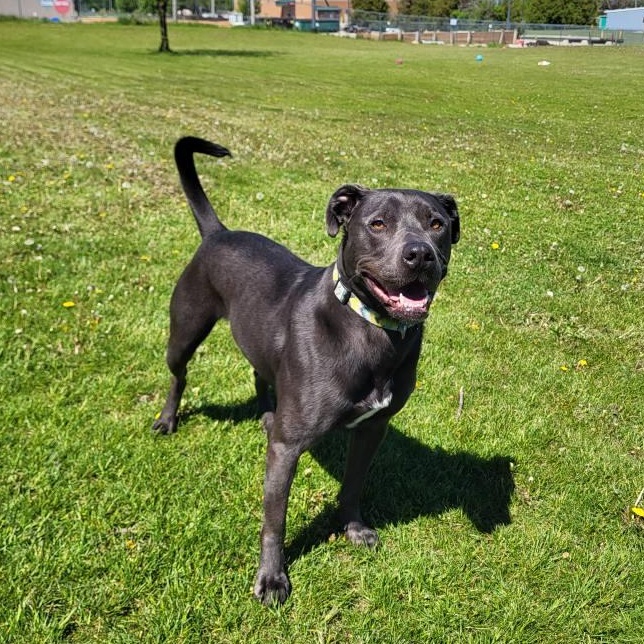 Juice, a Adoptable Staffordshire Bull Terrier in Chilton, WI image 3/6