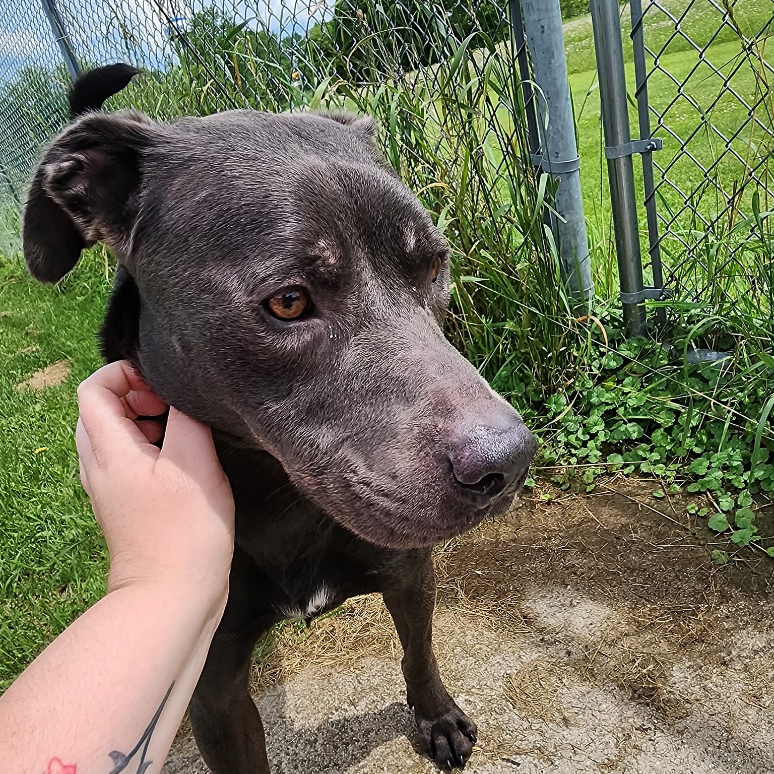 Juice, a Adoptable Staffordshire Bull Terrier in Chilton, WI image 6/6