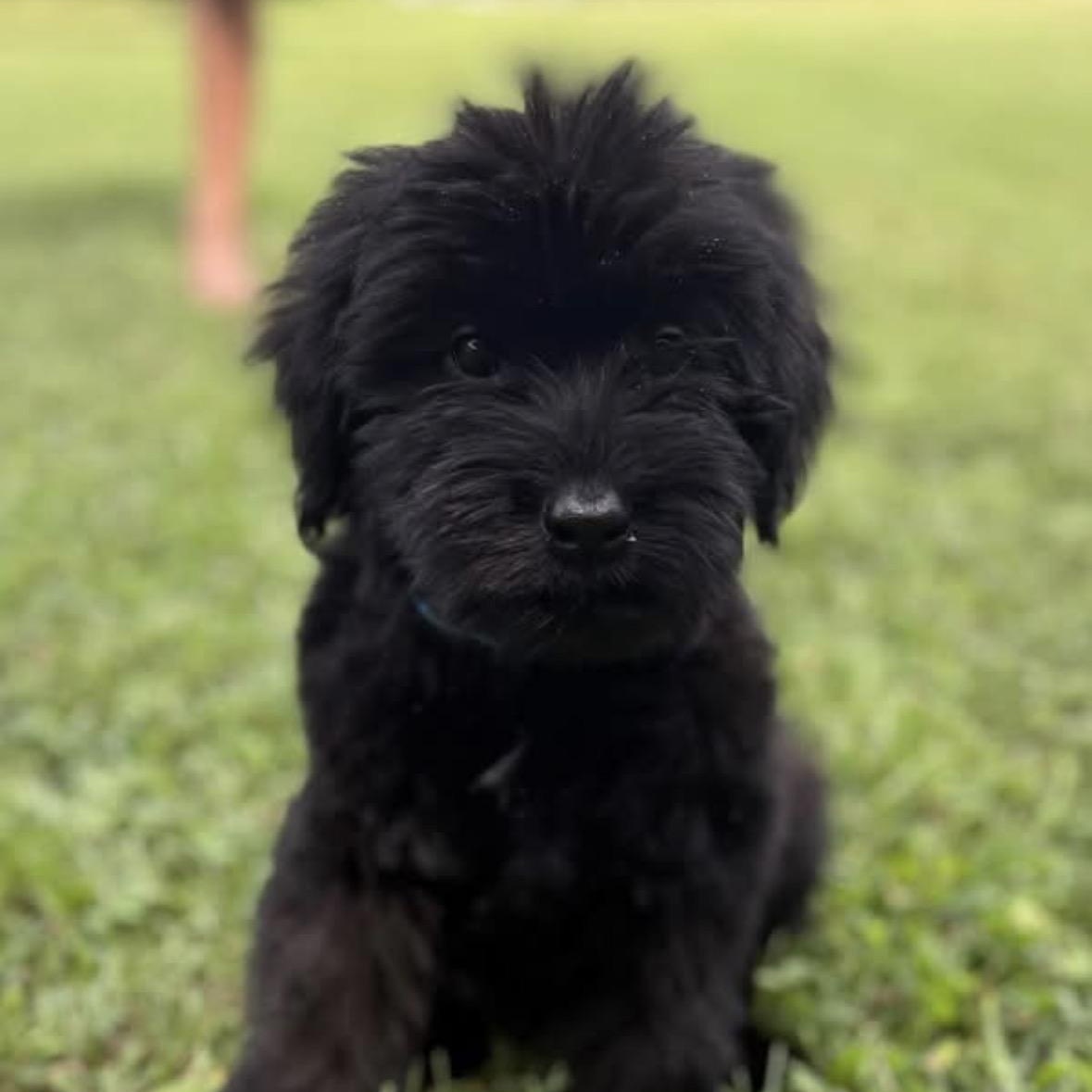 Coal - Smokehouse Litter, Adopted, Puppy Male Schnauzer.