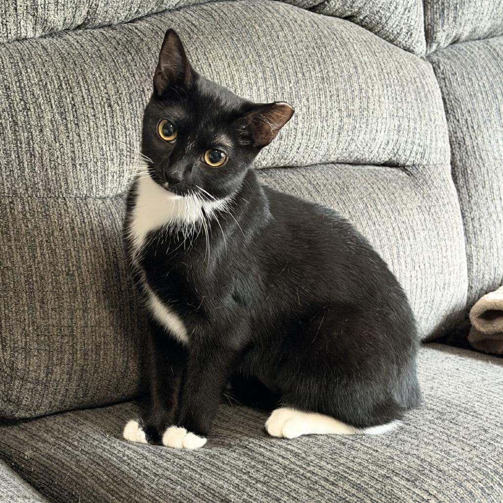 S'mores-C, Adoptable, Young Female Domestic Short Hair.