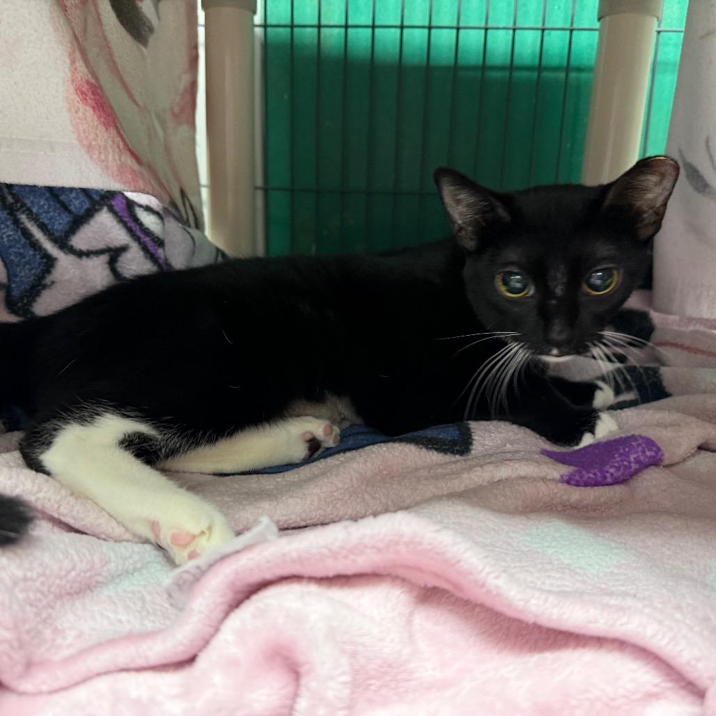 Enlarge S'mores-C, a Adoptable Domestic Short Hair in East Saint Louis, IL image 2/4