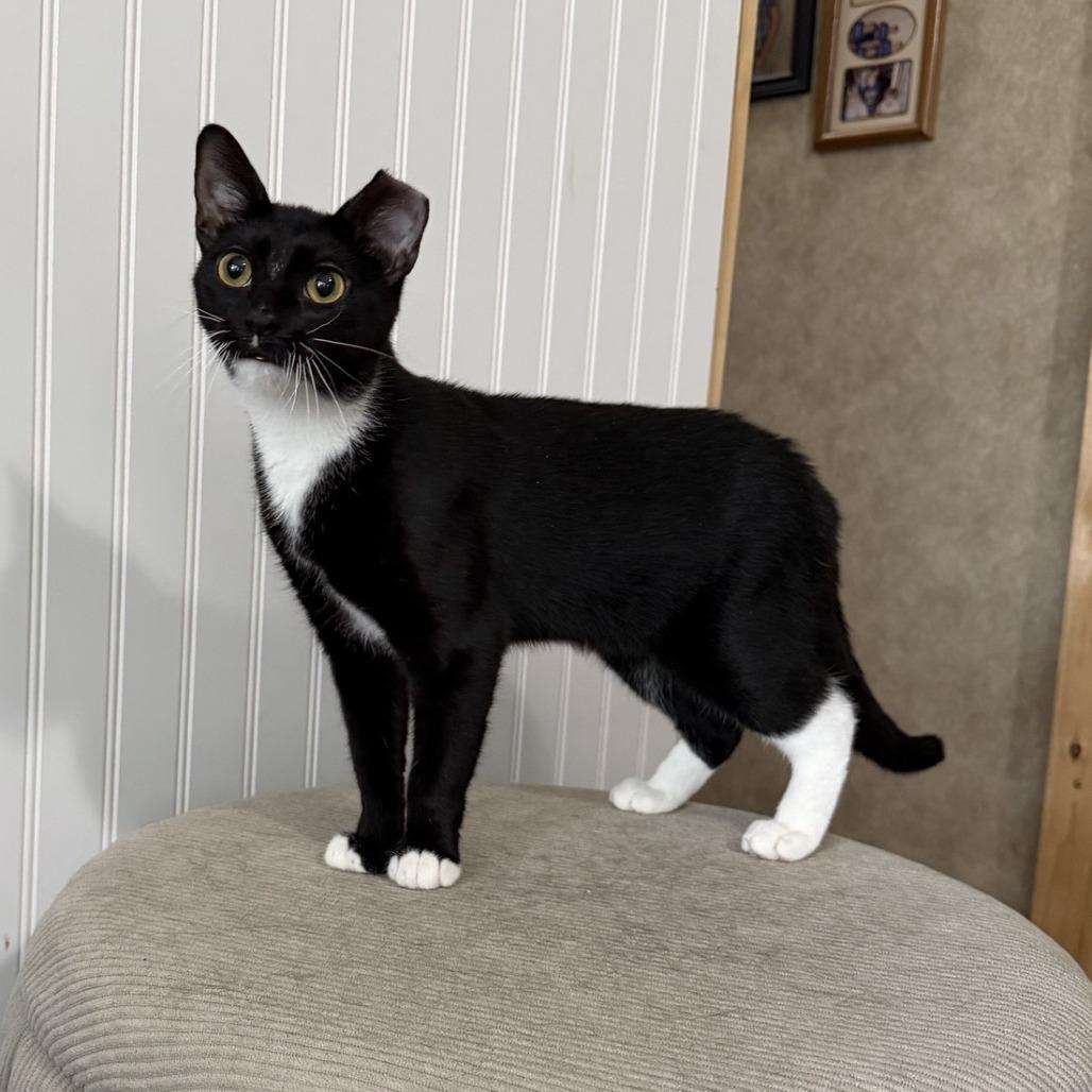 Enlarge S'mores-C, a Adoptable Domestic Short Hair in East Saint Louis, IL image 3/4
