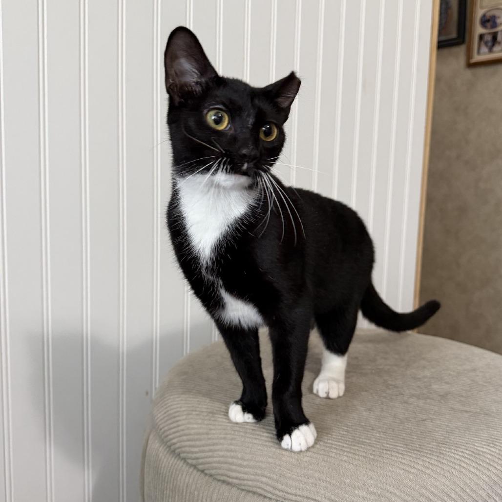 Enlarge S'mores-C, a Adoptable Domestic Short Hair in East Saint Louis, IL image 4/4