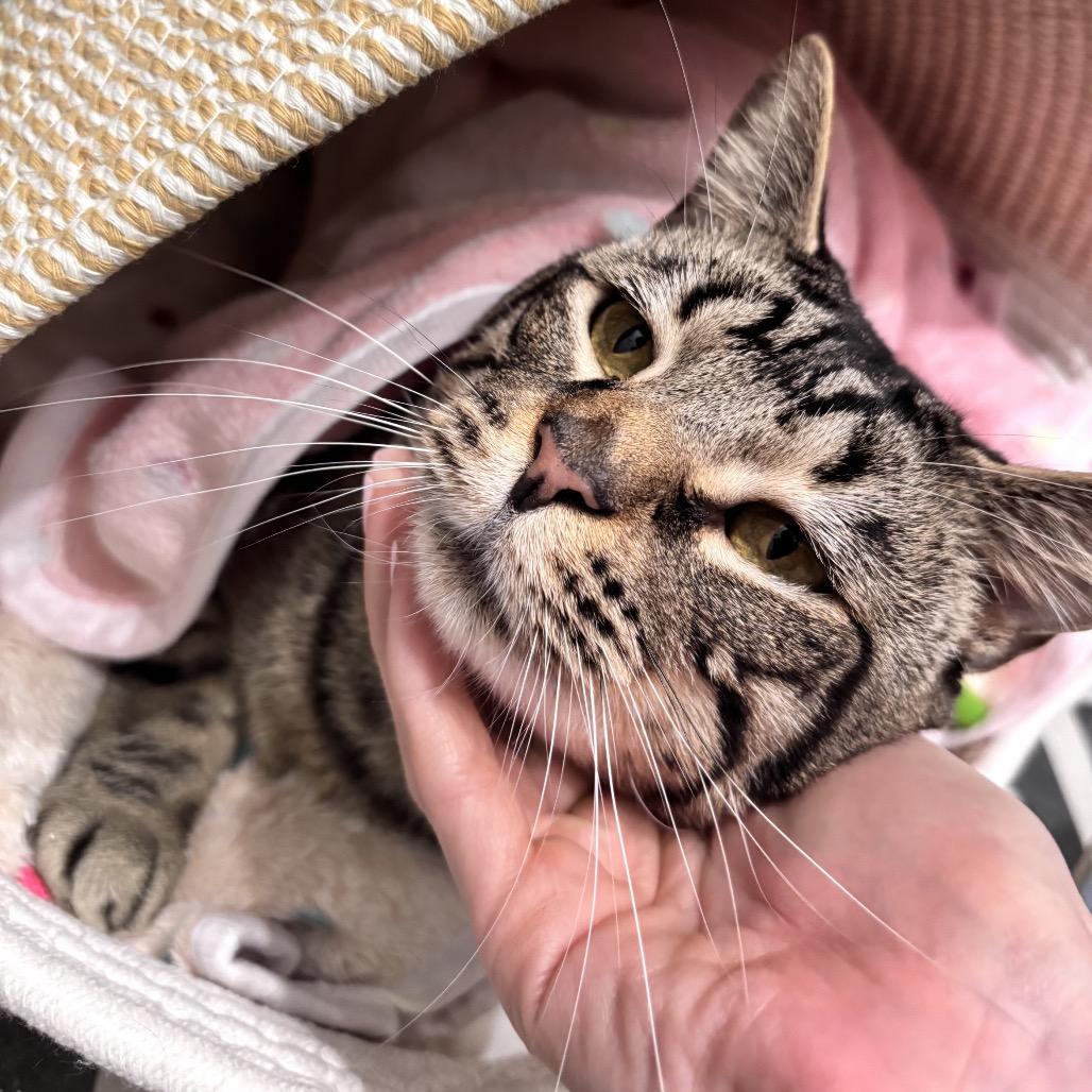 Tate — thumbnail 2