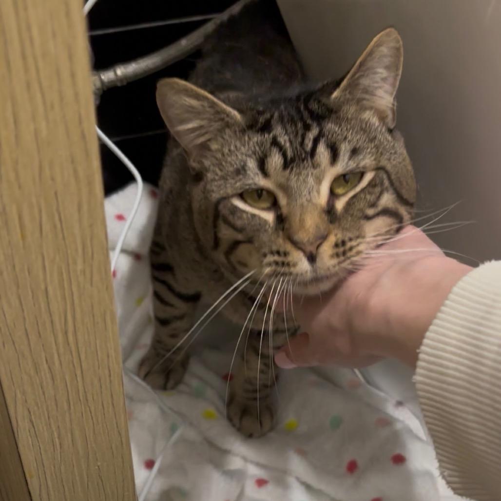 Tate — thumbnail 3