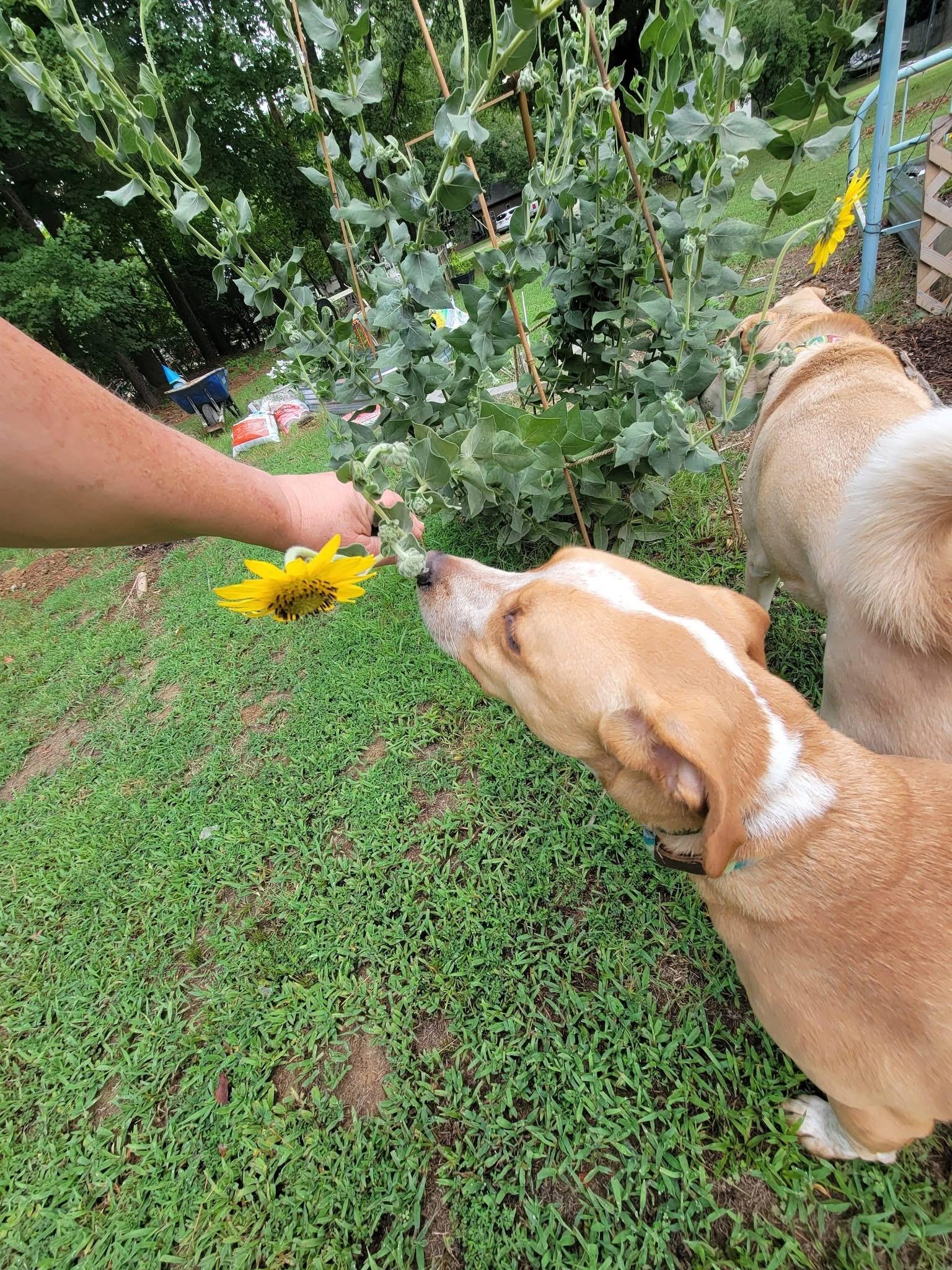 Enlarge Whimsey, a ADOPTABLE mixed breed in Covington, TN image 5/5