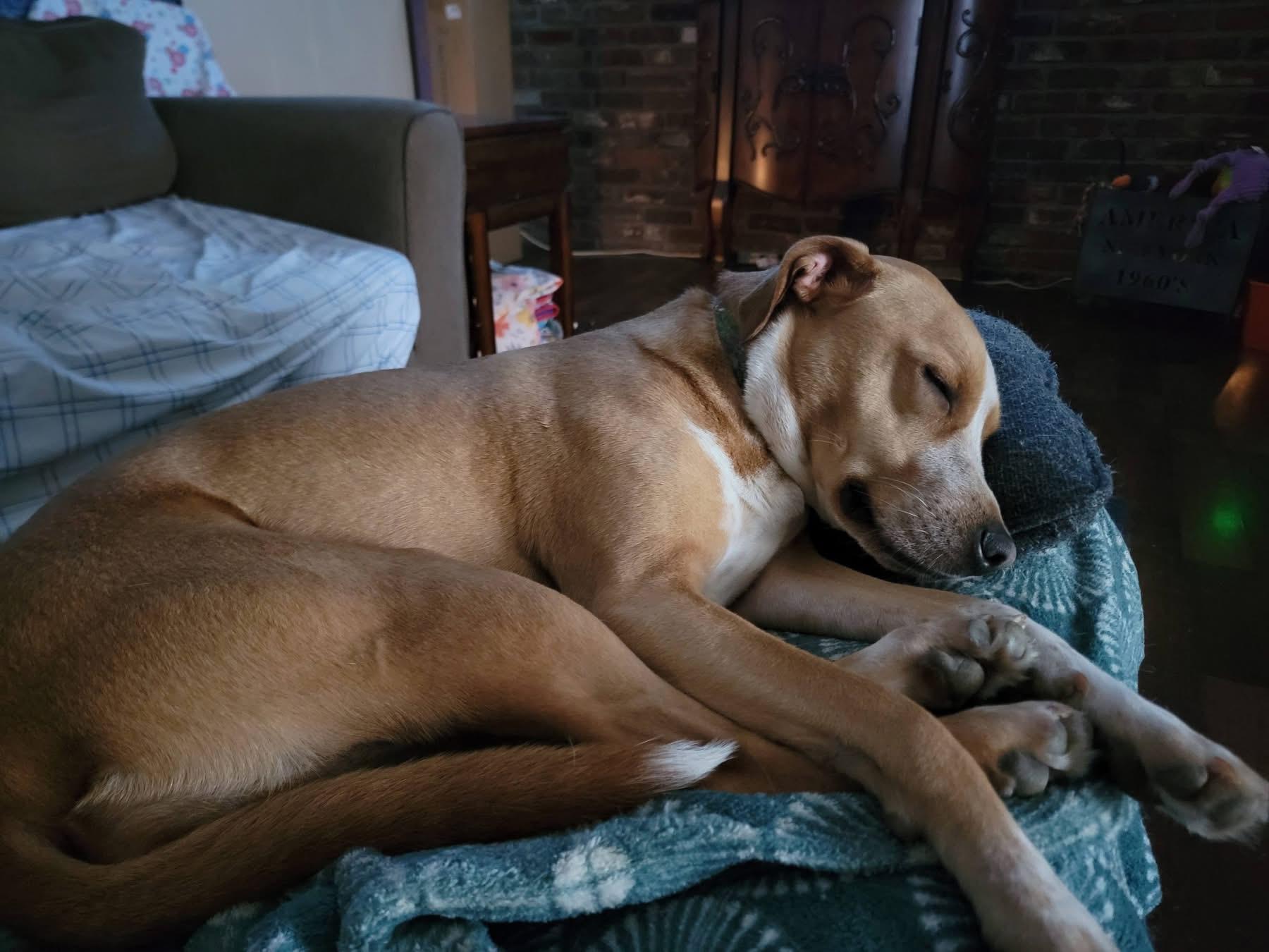 Enlarge Whimsey, a ADOPTABLE mixed breed in Covington, TN image 3/5