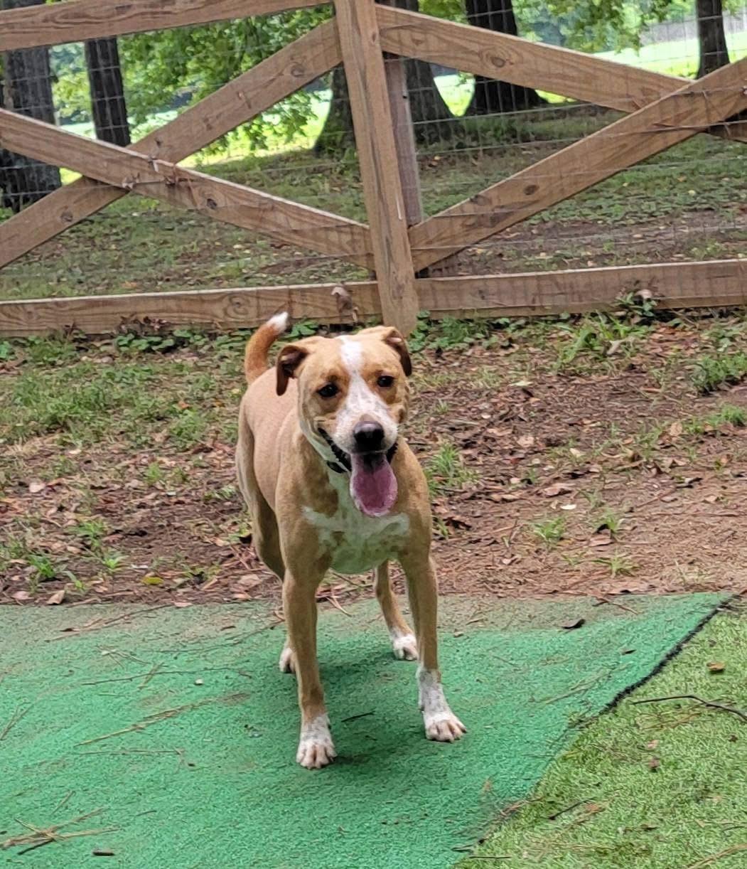 Enlarge Whimsey, a ADOPTABLE mixed breed in Covington, TN image 2/5
