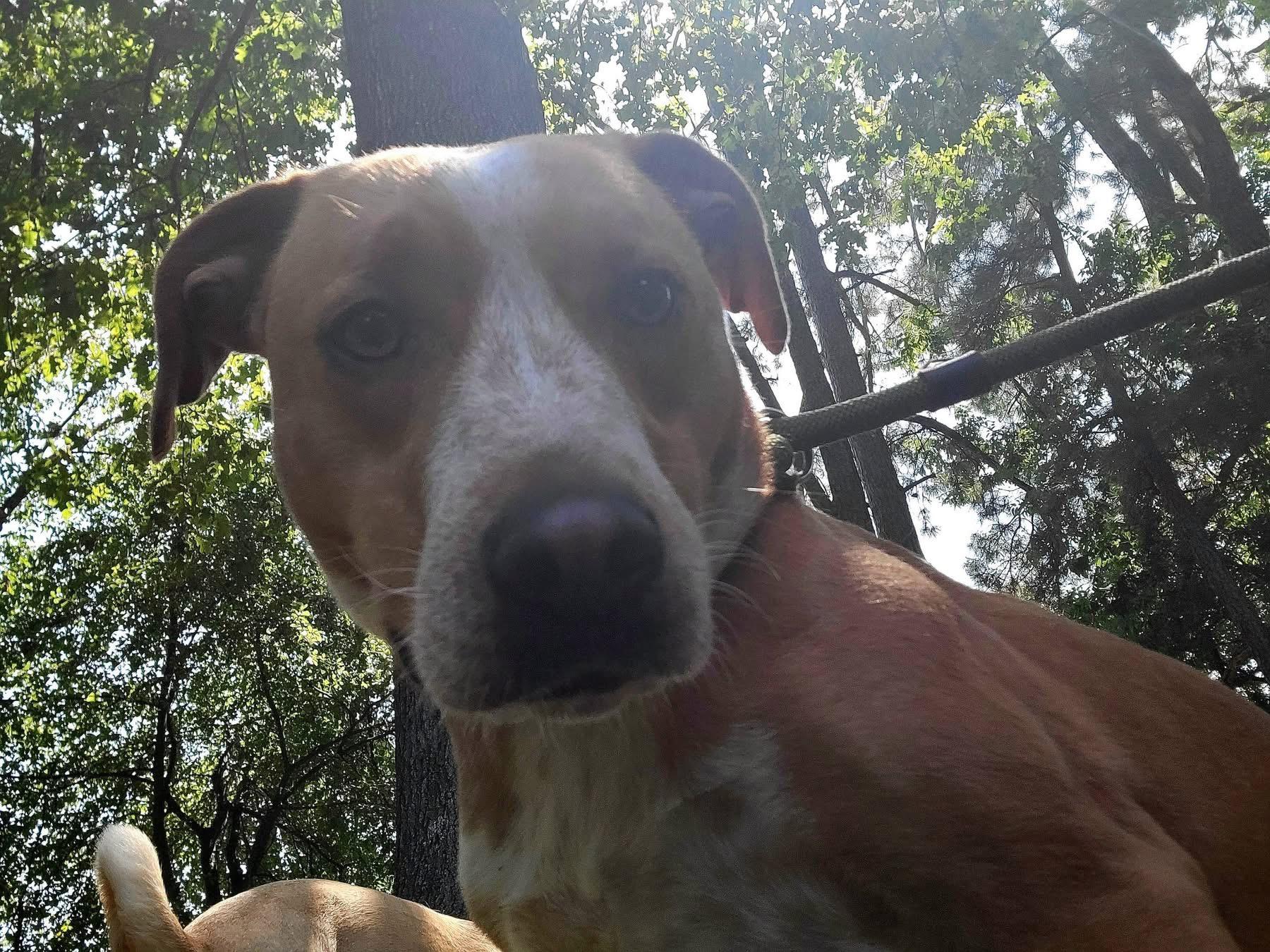 Enlarge Whimsey, a ADOPTABLE mixed breed in Covington, TN image 4/5
