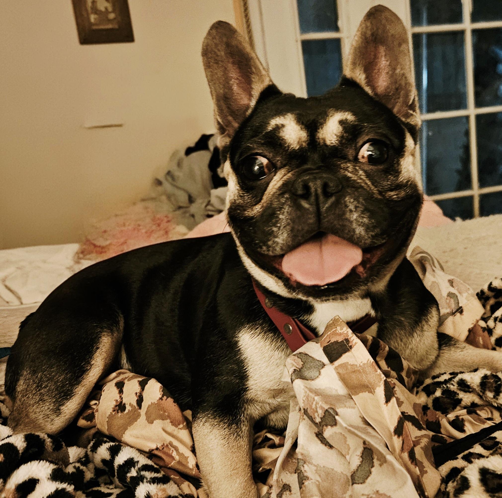 Enlarge Islee loves other dogs, a ADOPTABLE French Bulldog in Palos Verdes Estates, CA image 3/3
