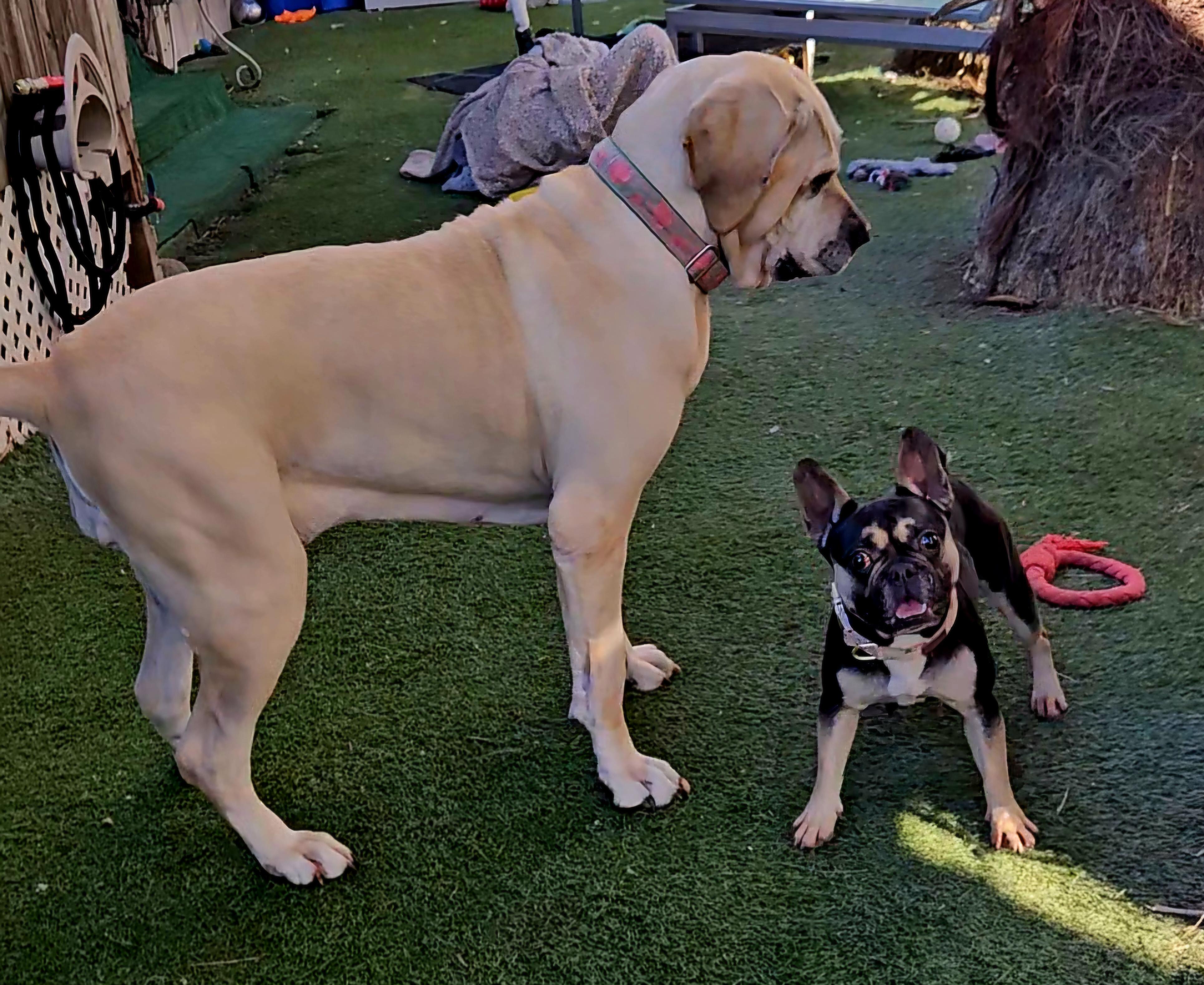 Enlarge Islee loves other dogs, a ADOPTABLE French Bulldog in Palos Verdes Estates, CA image 2/3