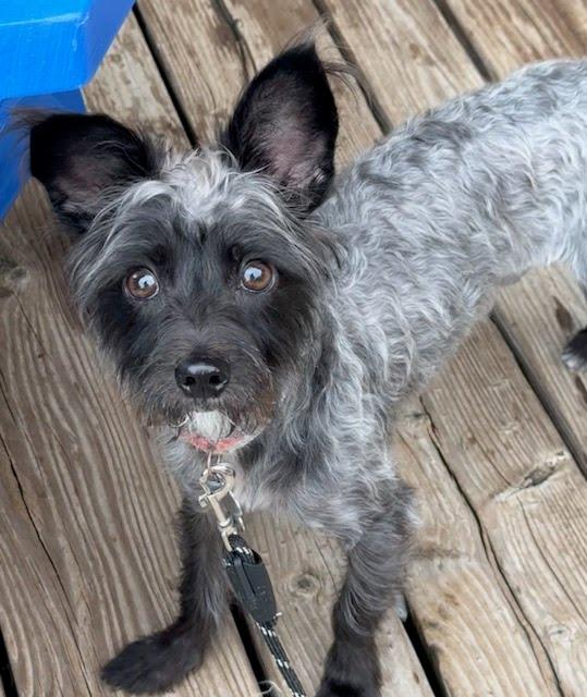 MAVERICK, an adoptable Affenpinscher in Dallas, TX, 75252 | Photo Image 1