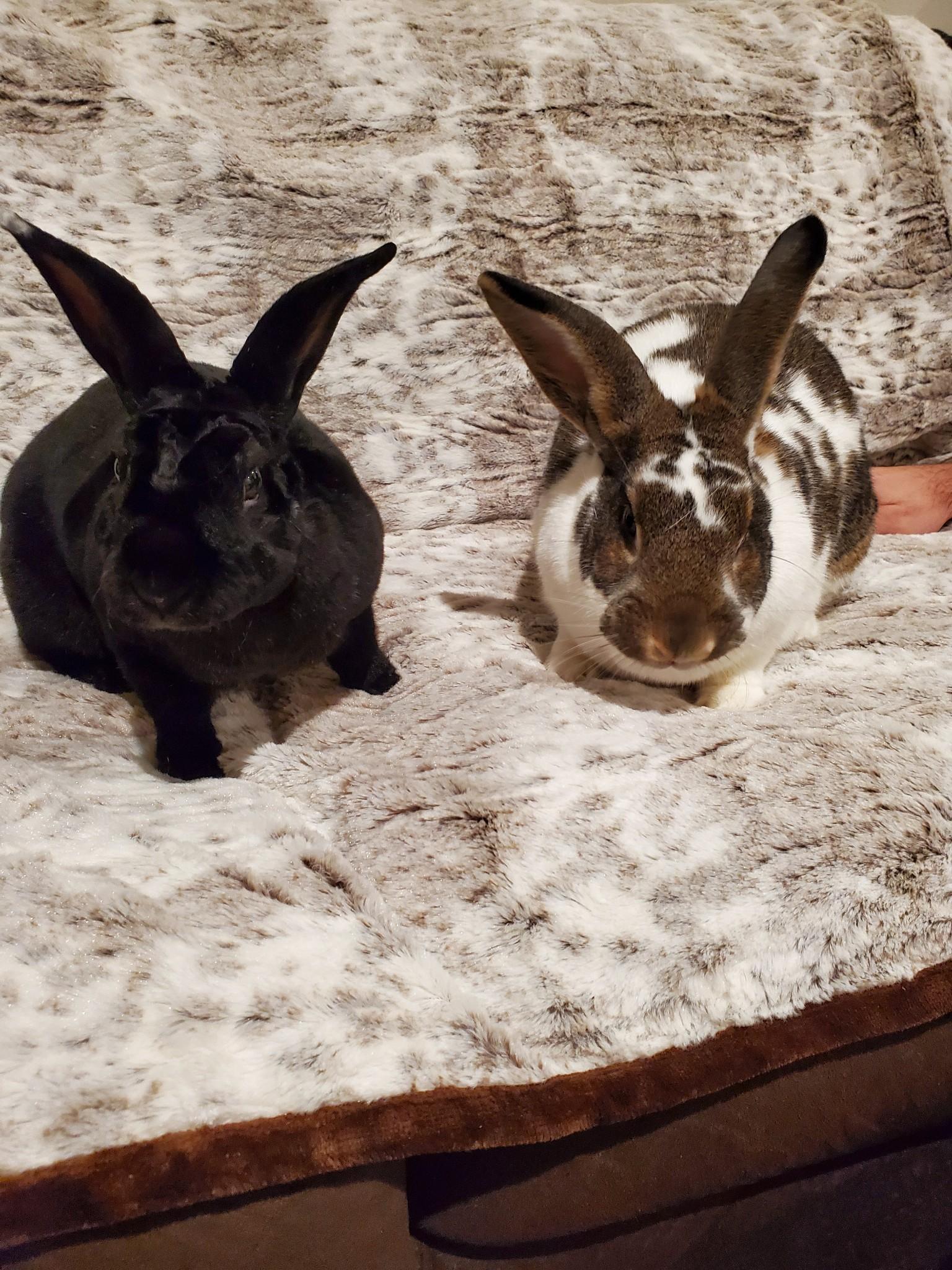 Athelstan (Cece ), a Adoptable mixed breed in Holiday, FL image 1/6