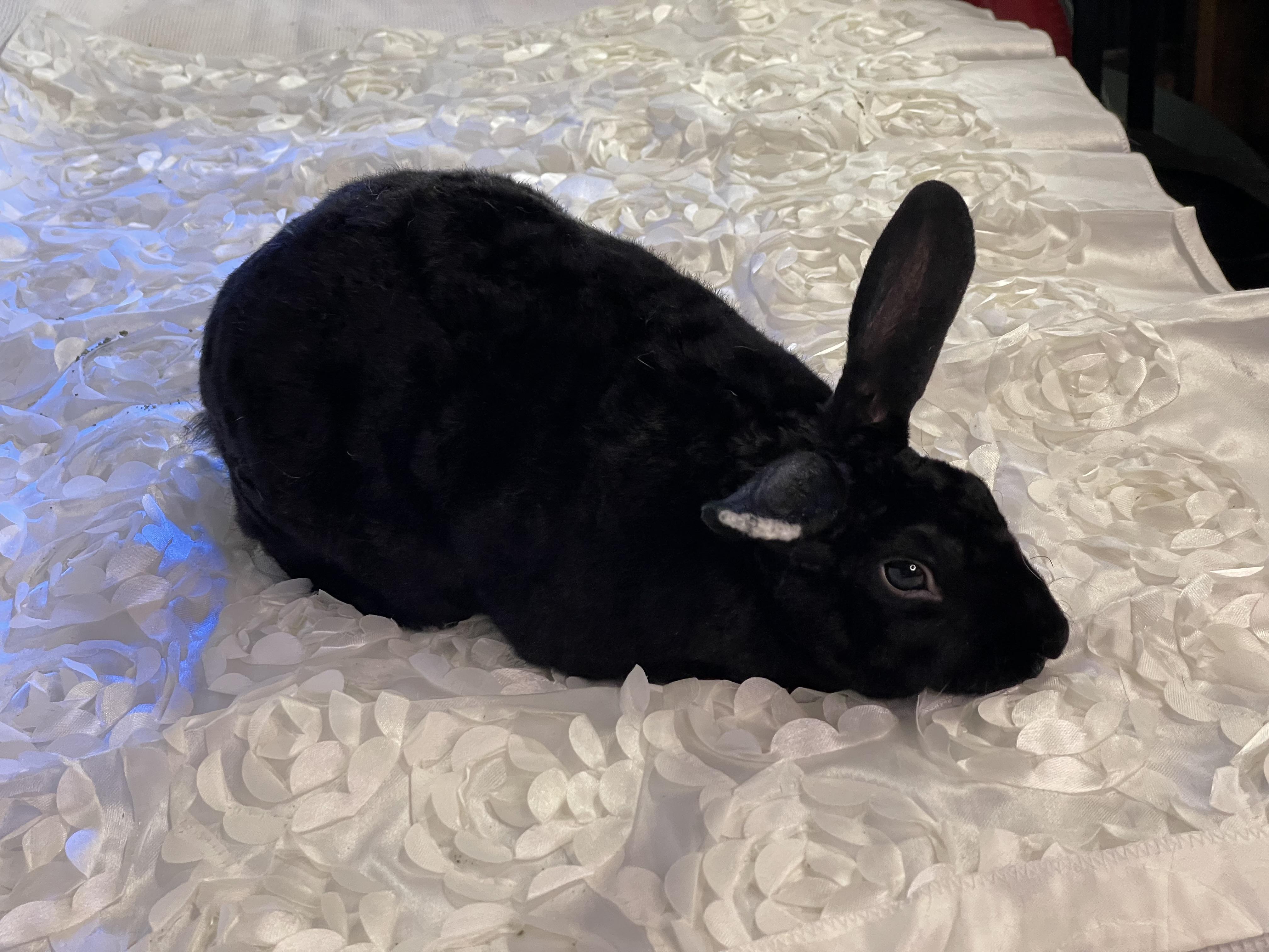 Athelstan (Cece ), a Adoptable mixed breed in Holiday, FL image 2/6