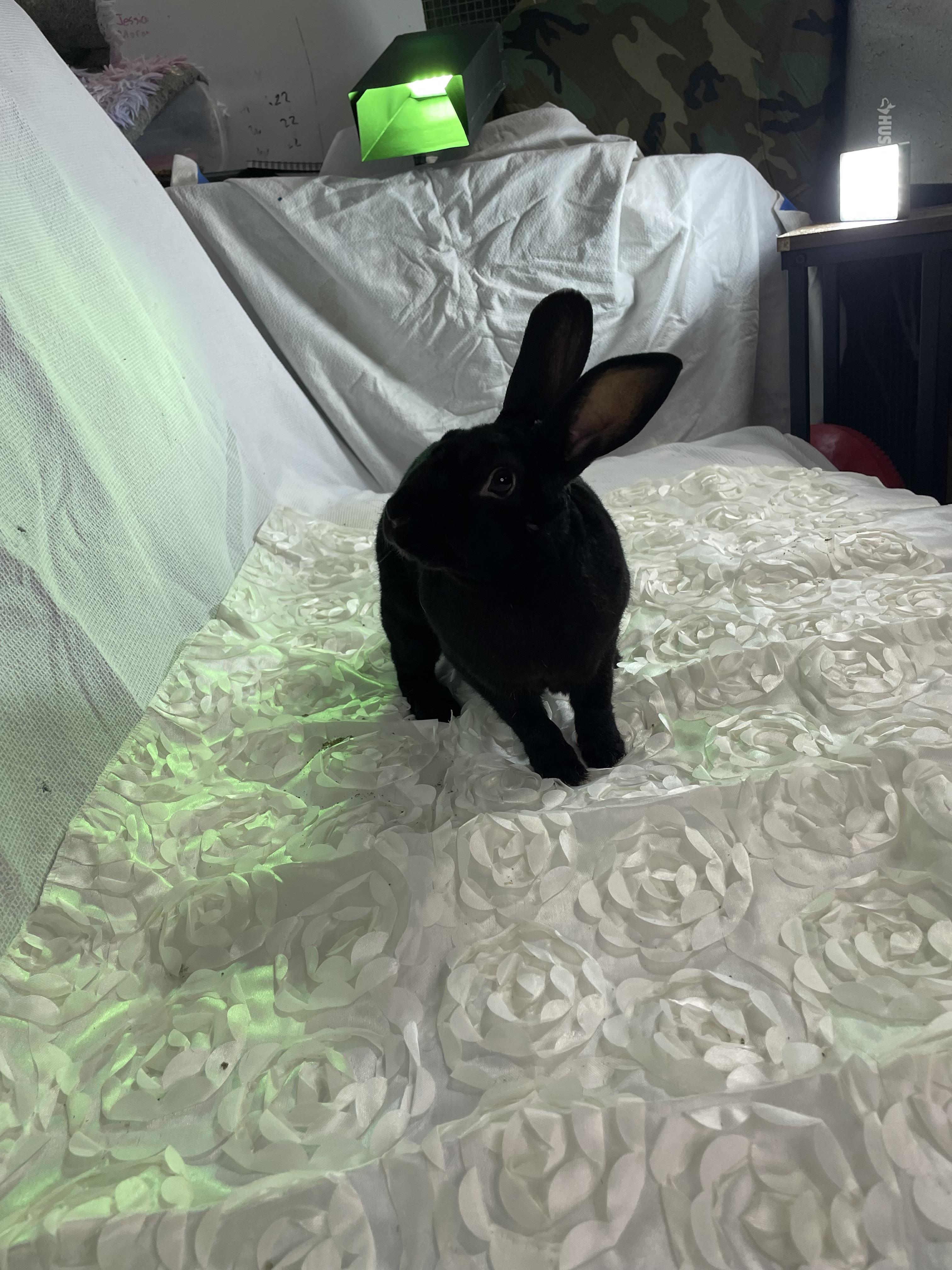 Athelstan (Cece ), a Adoptable mixed breed in Holiday, FL image 3/6