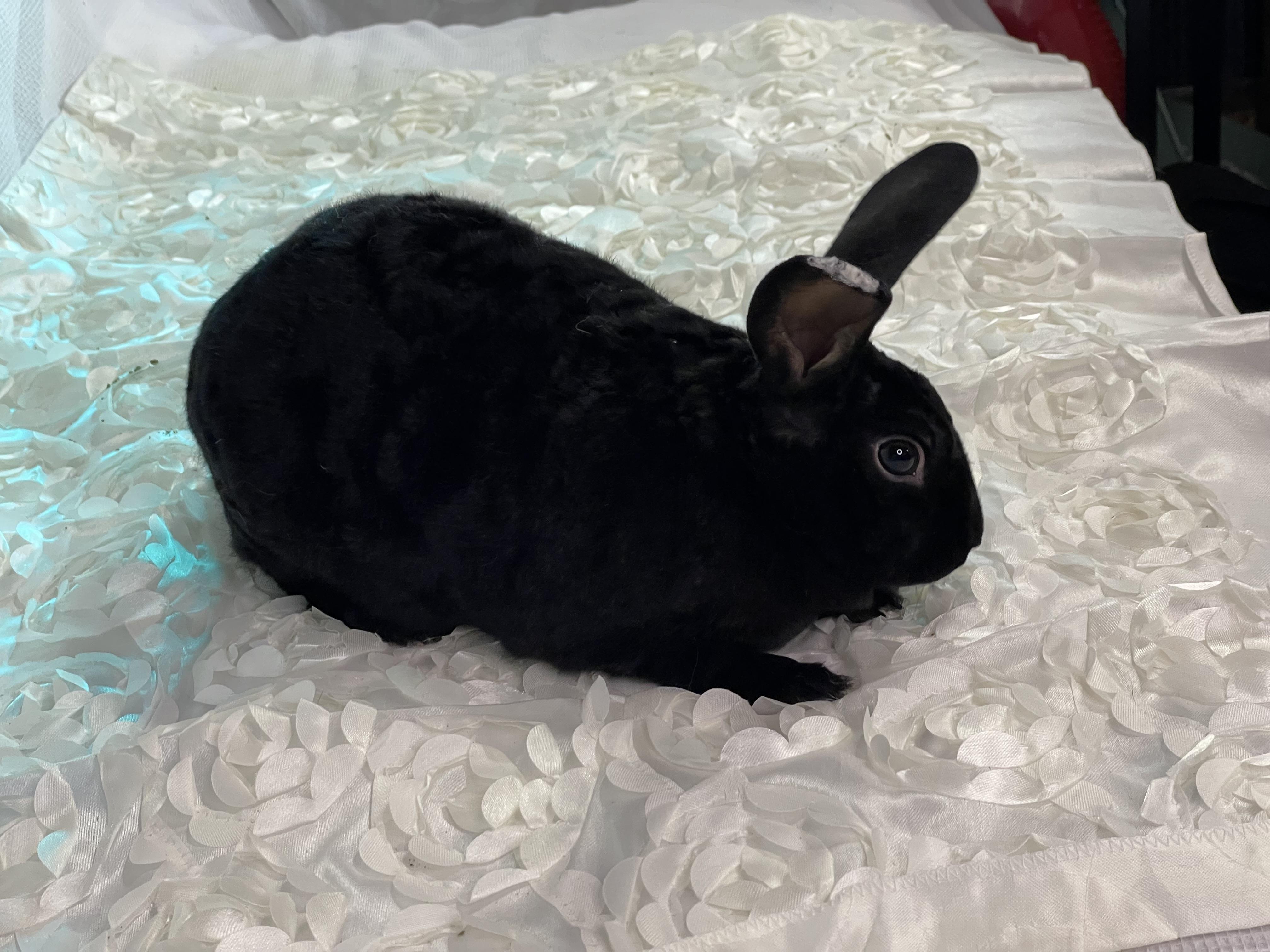 Athelstan (Cece ), a Adoptable mixed breed in Holiday, FL image 4/6