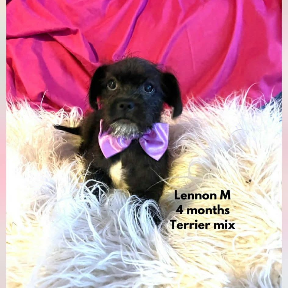 Enlarge Lennon, a ADOPTABLE mixed breed in Escondido, CA image 3/3