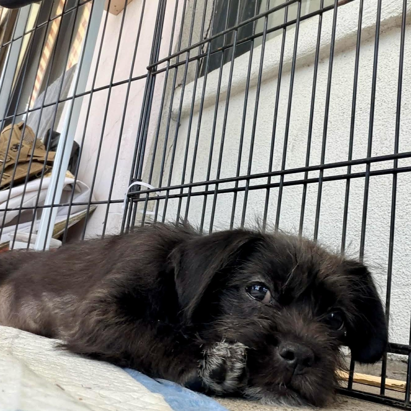 Enlarge Lennon, a ADOPTABLE mixed breed in Escondido, CA image 2/3