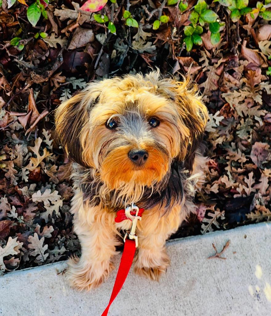 26Morty, ADOPTABLE, Adult Male Yorkshire Terrier.